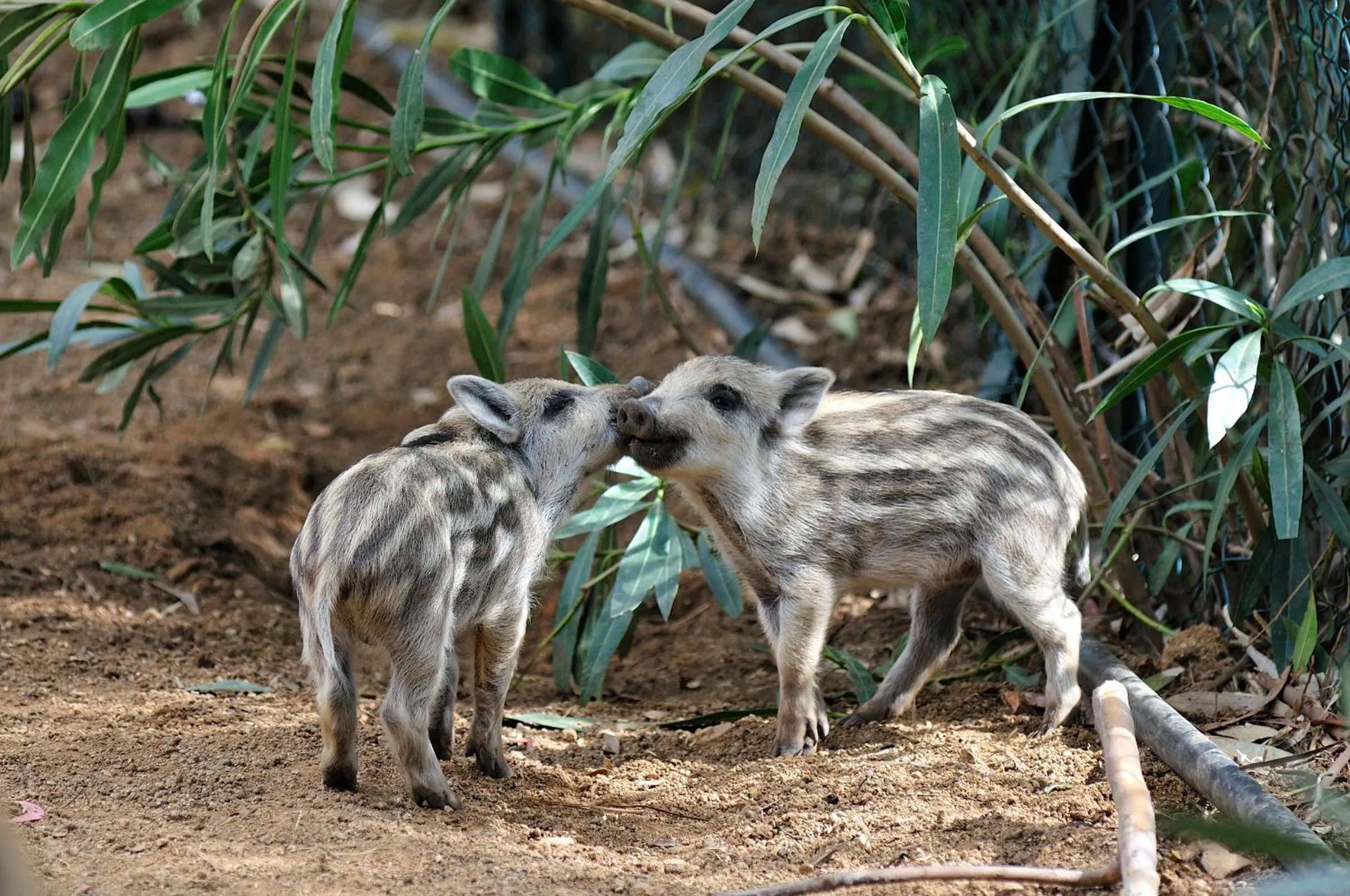 Other in Arbatax Park Resort - Telis