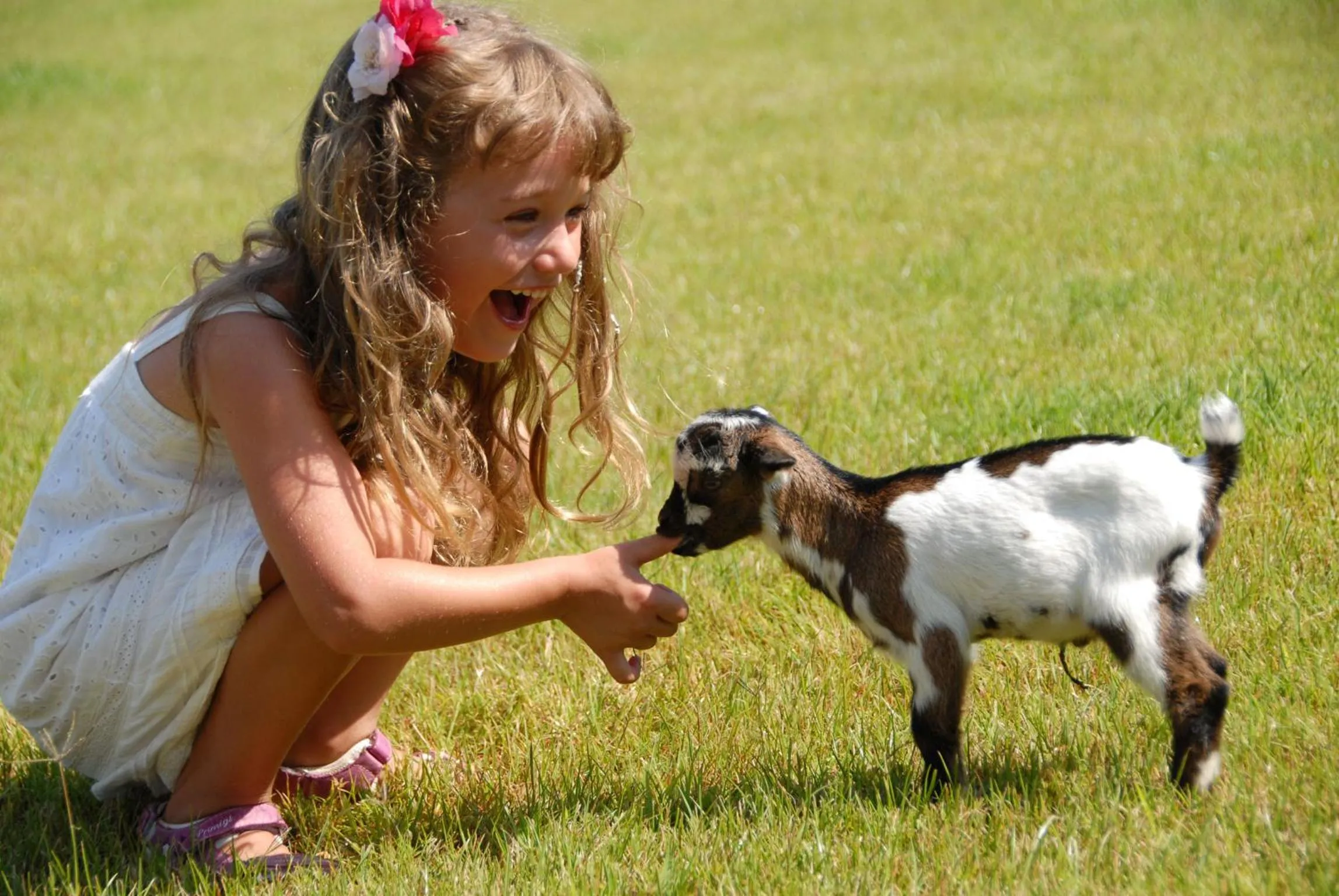 Animals in Arbatax Park Resort - Telis