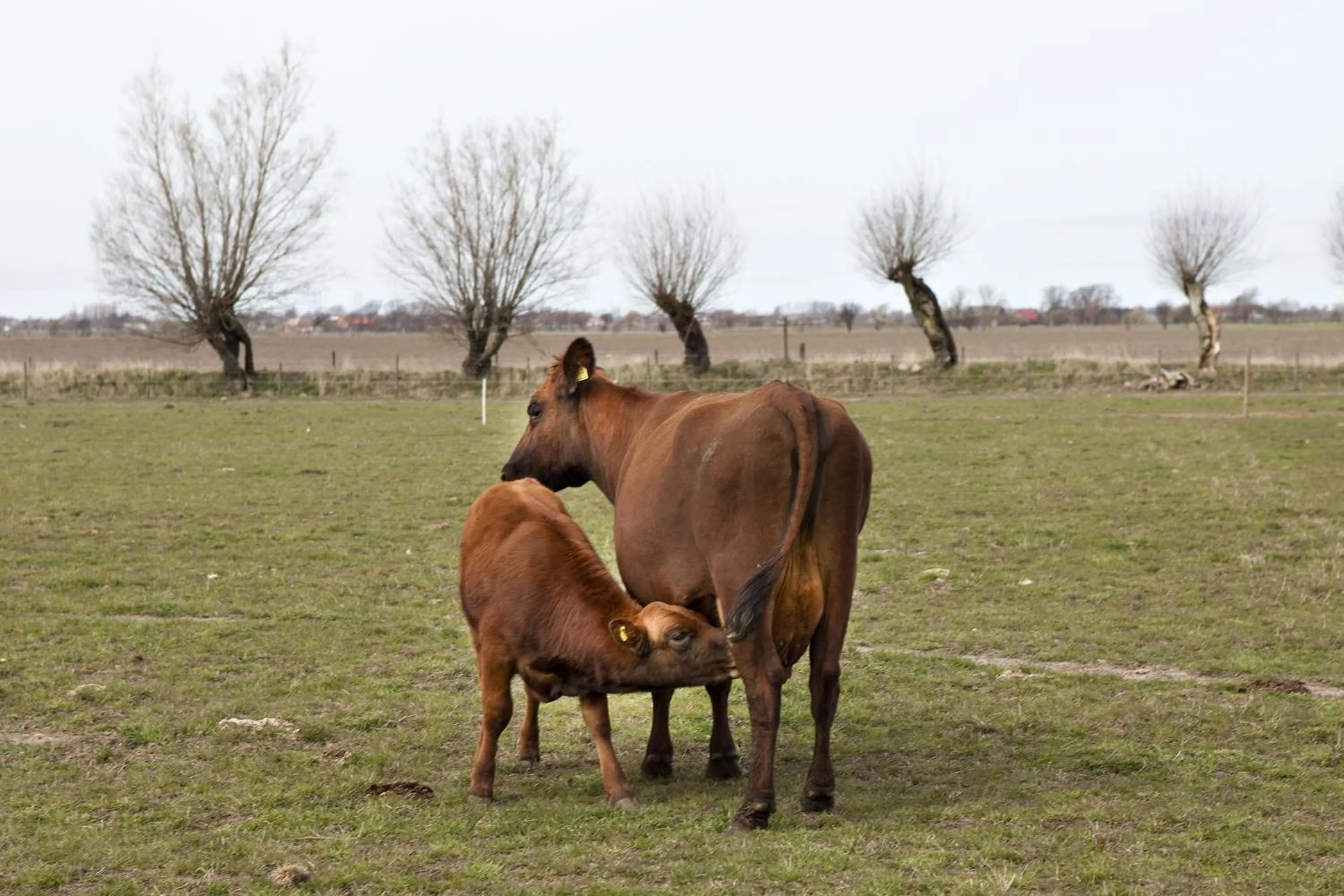Sea view in Ängavallen