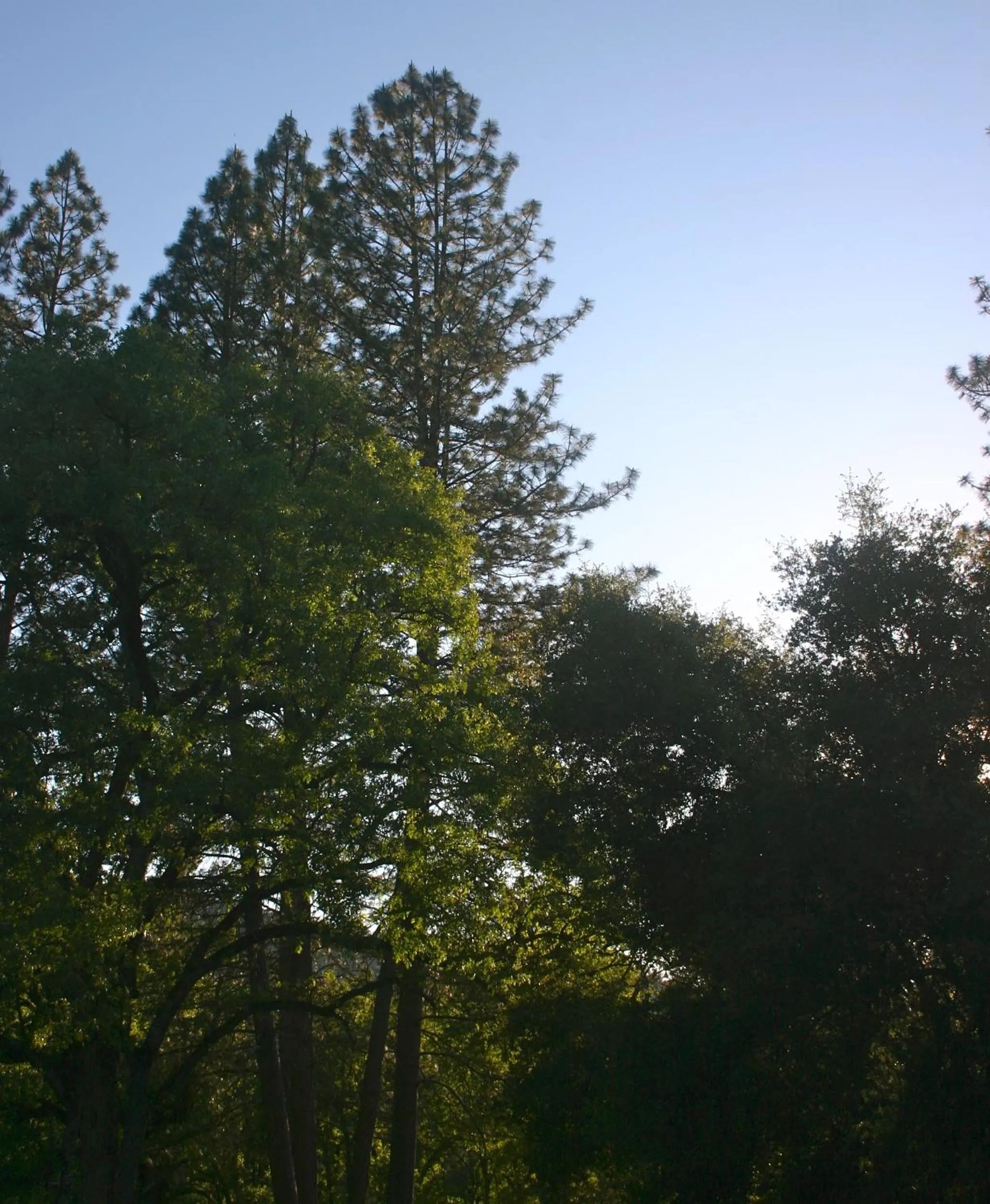 Natural landscape in Little Red Caboose