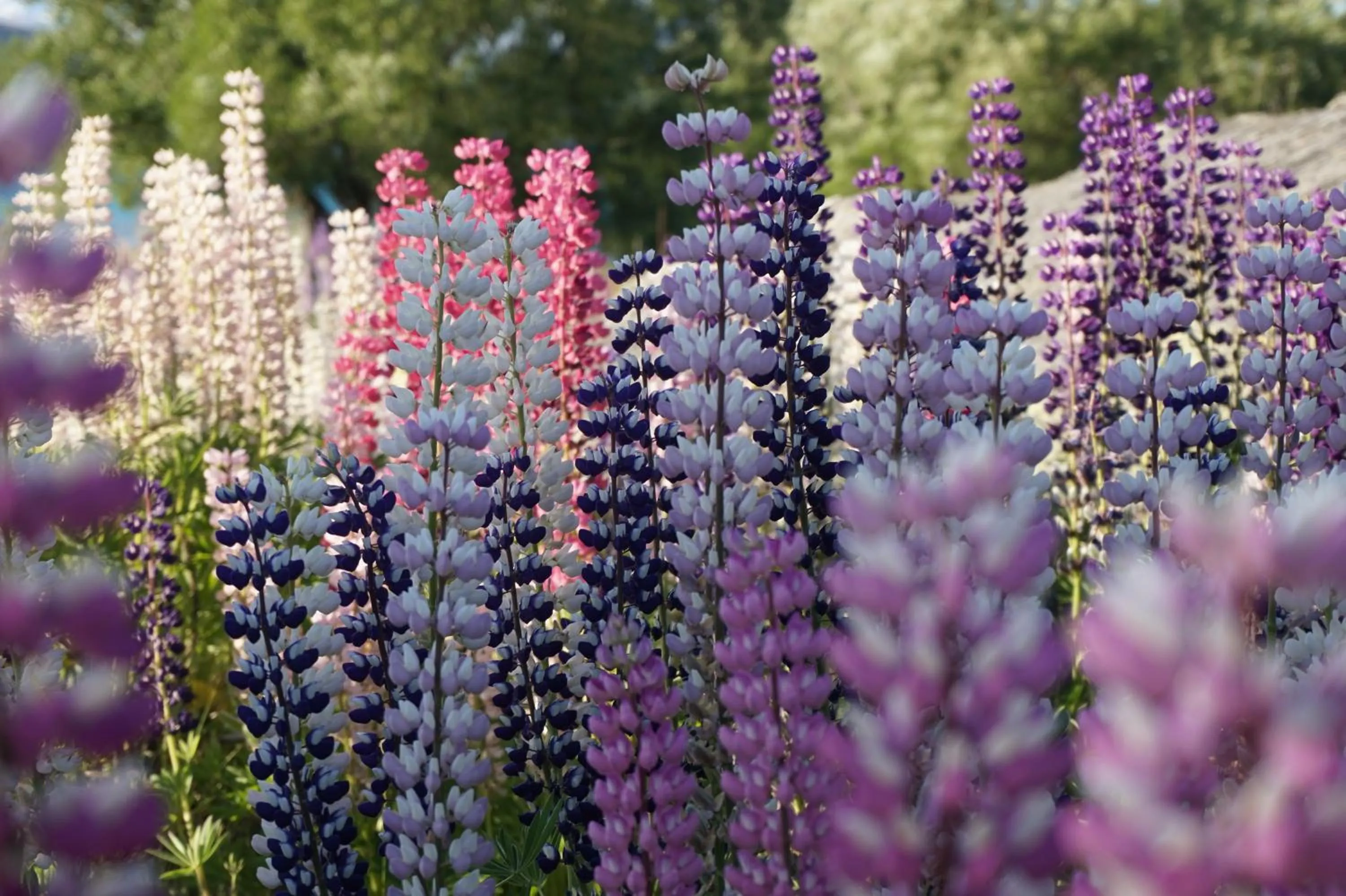 Natural landscape in The Godley Hotel