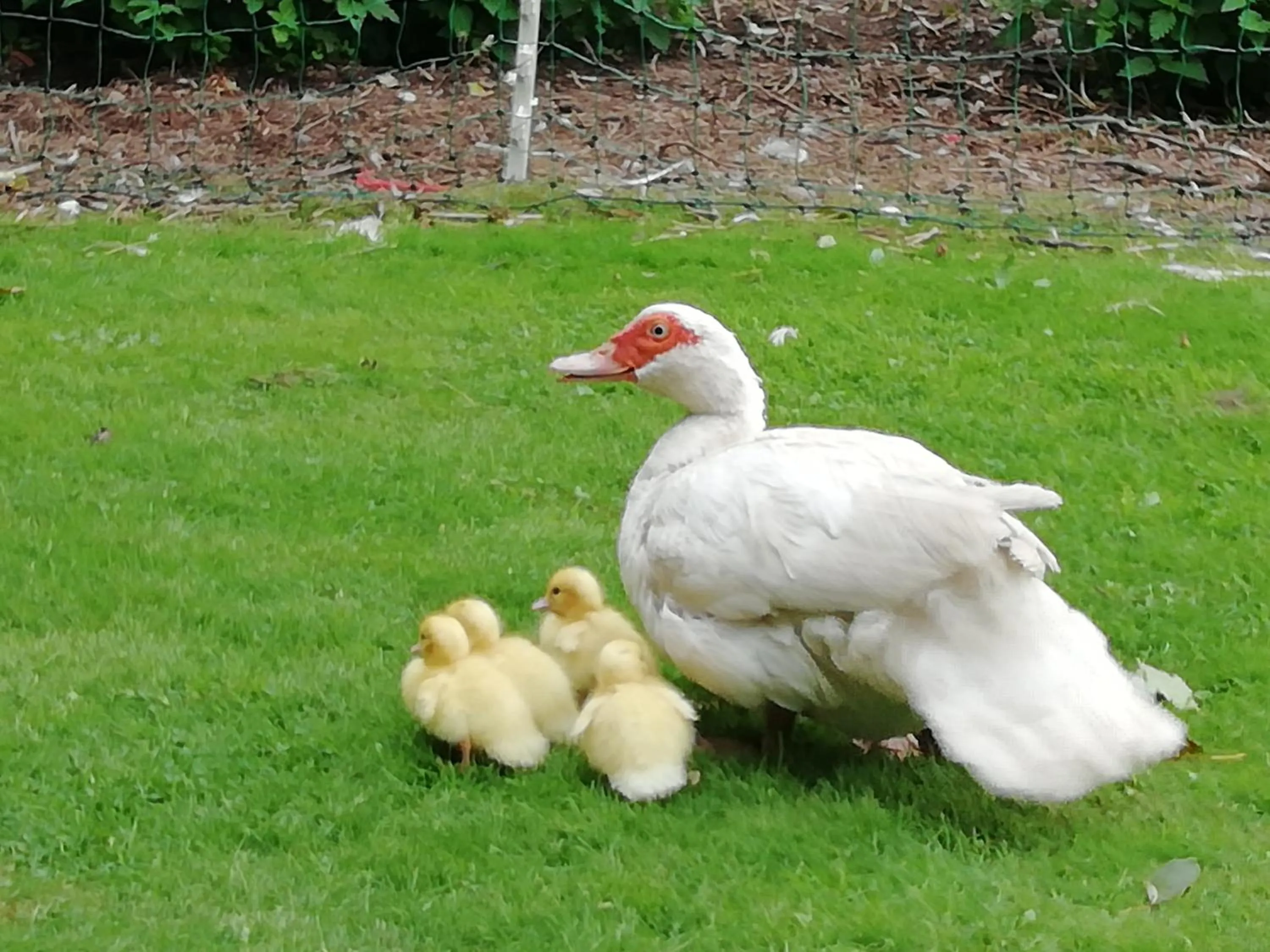 Garden in Clumber Lane End Farm