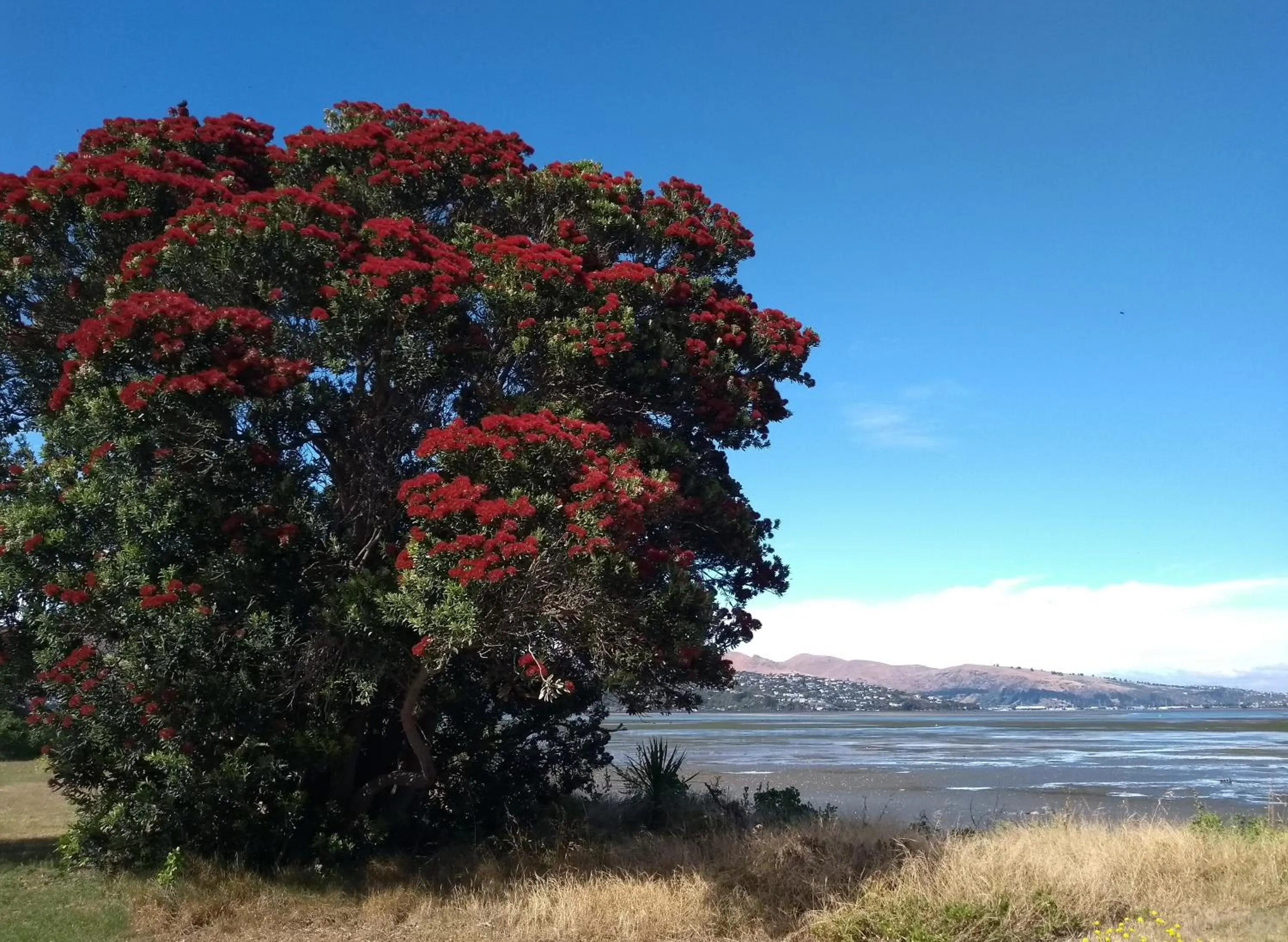 Natural landscape in South Brighton Holiday Park