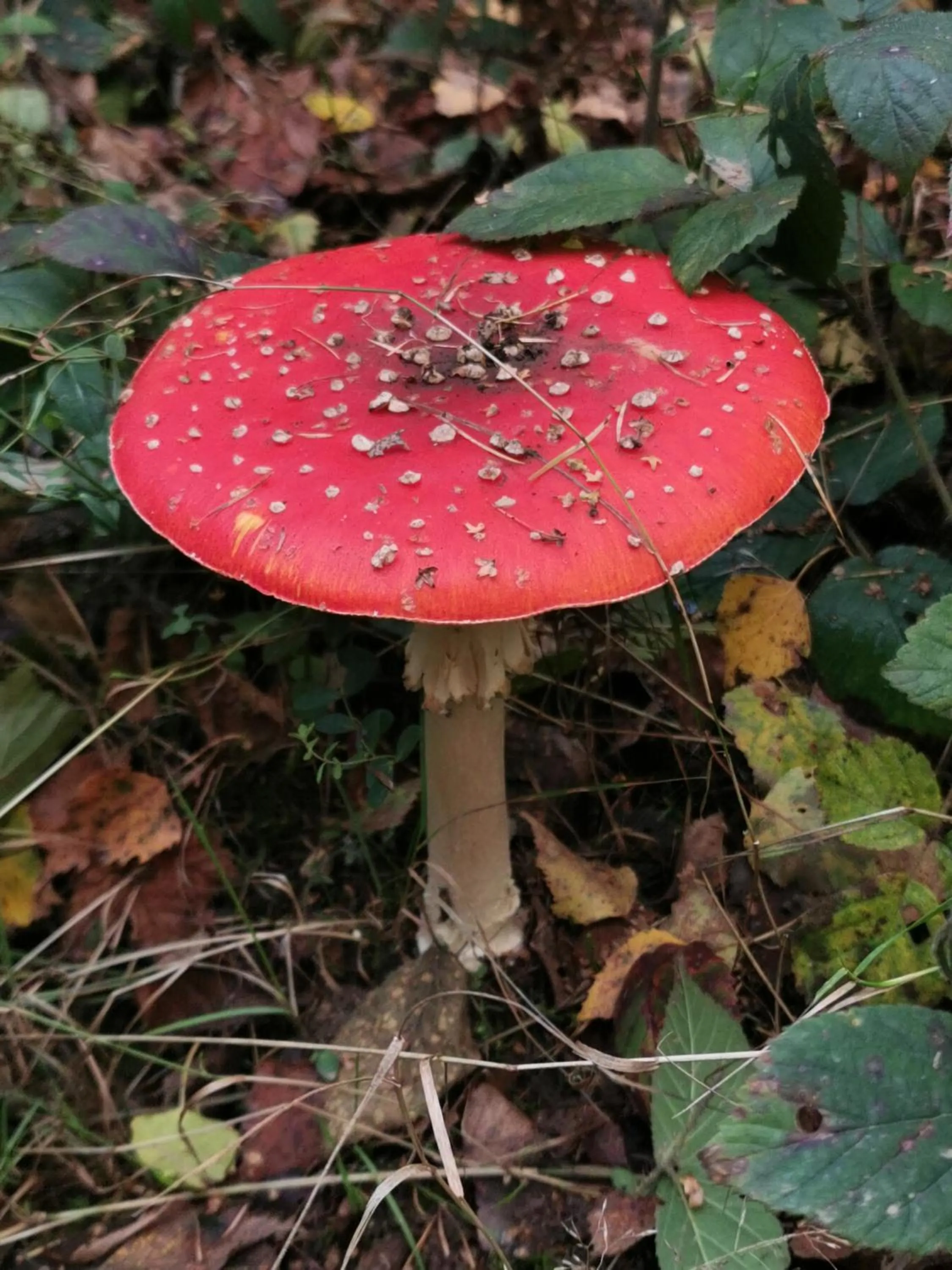 Natural landscape in Le Cerf d'Hubert