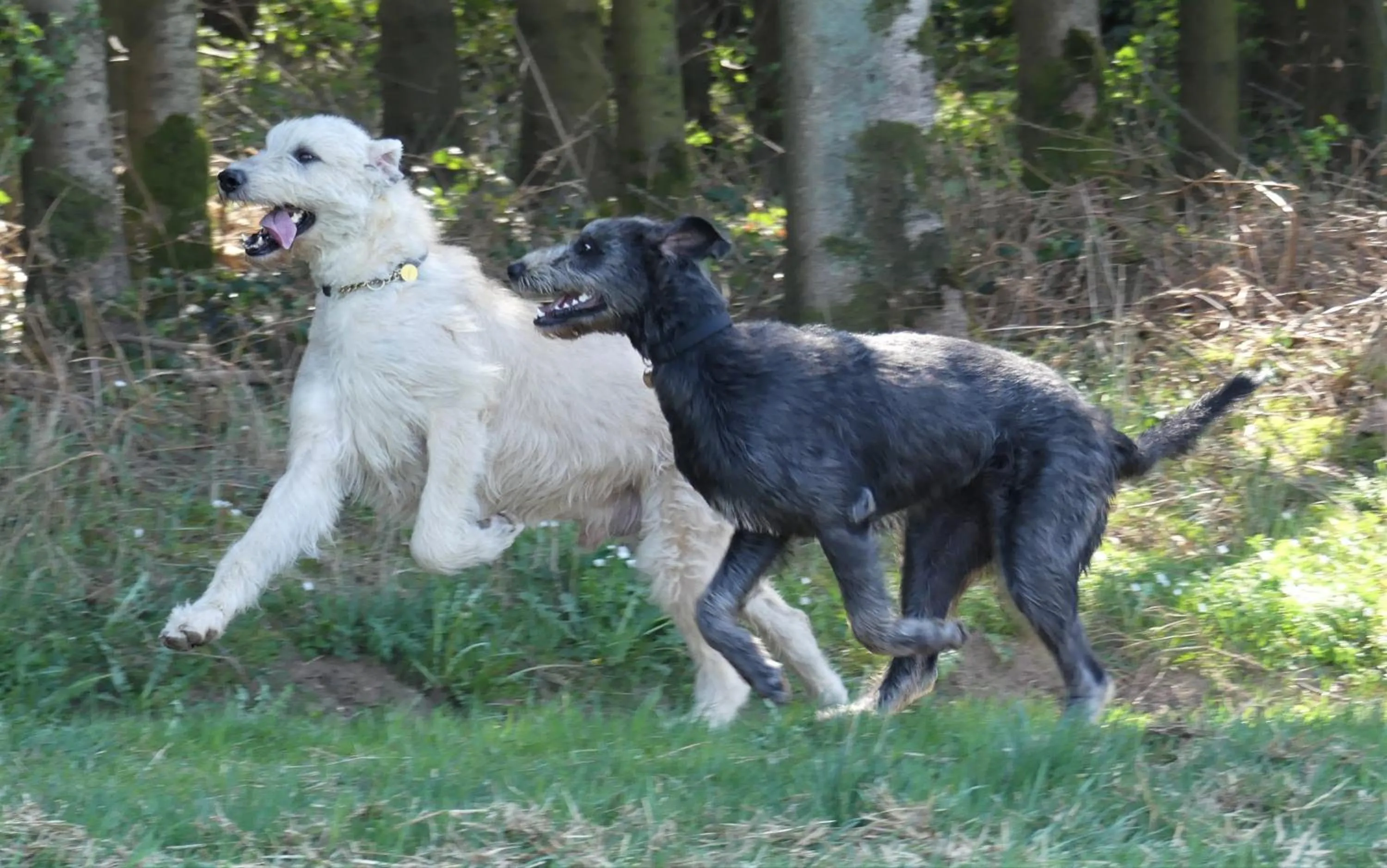 Off site in Le Cerf d'Hubert