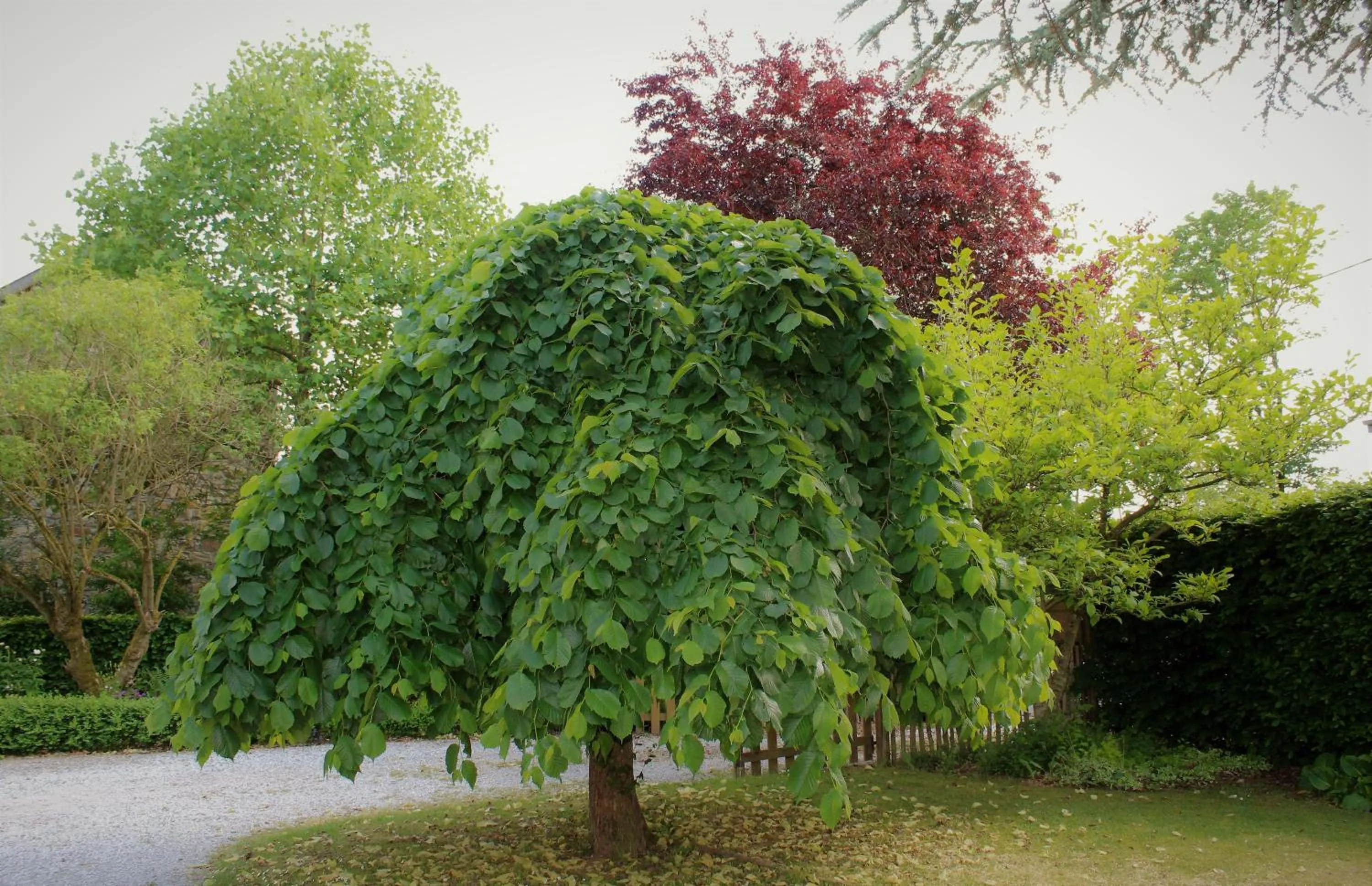 Garden view in Le Cerf d'Hubert