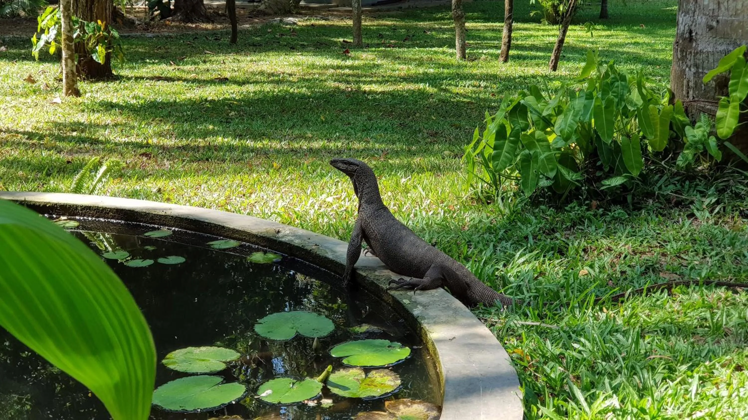 Animals in Lankavatara Ocean Retreat & Spa