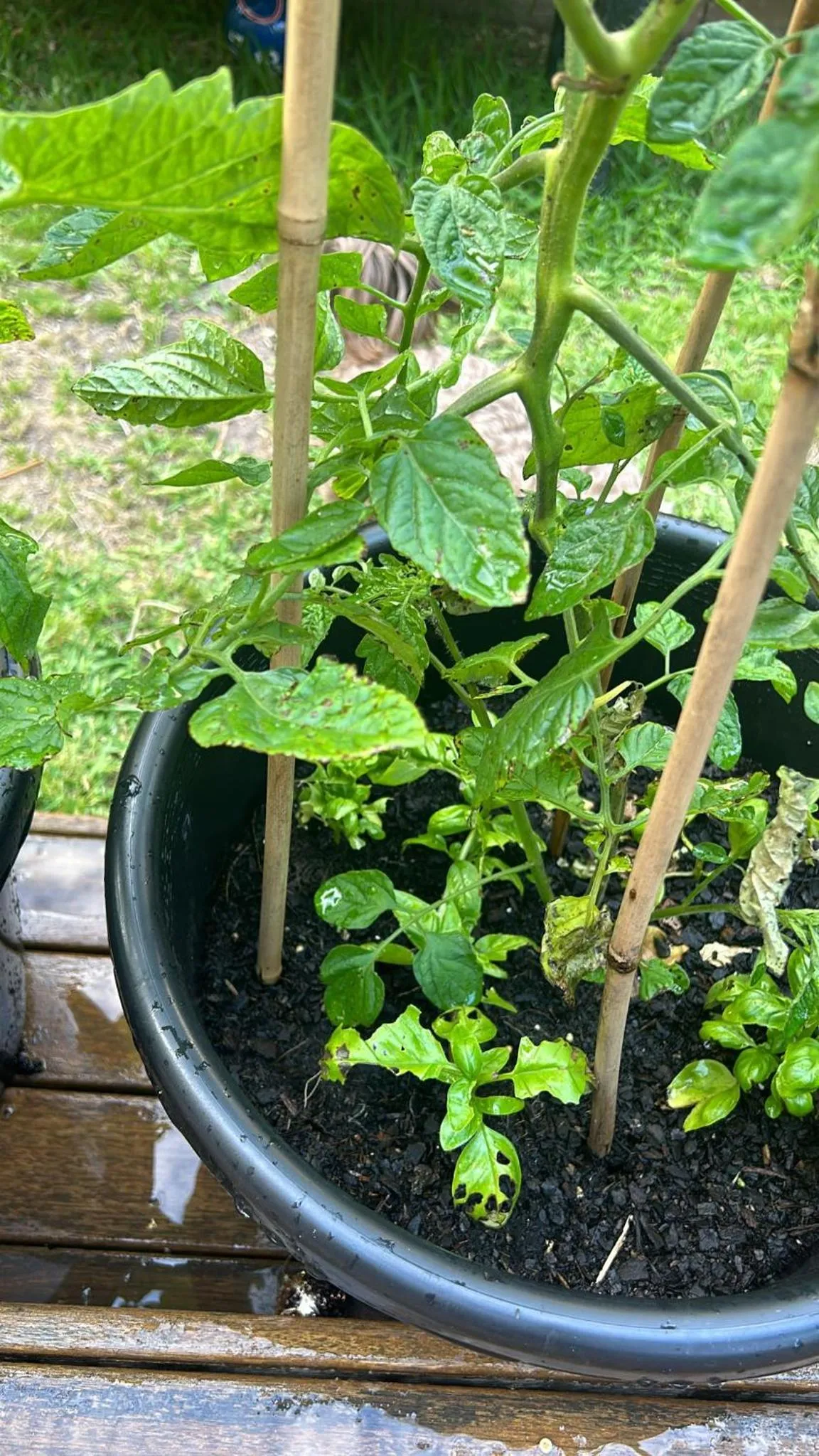 Garden in Whiteacres