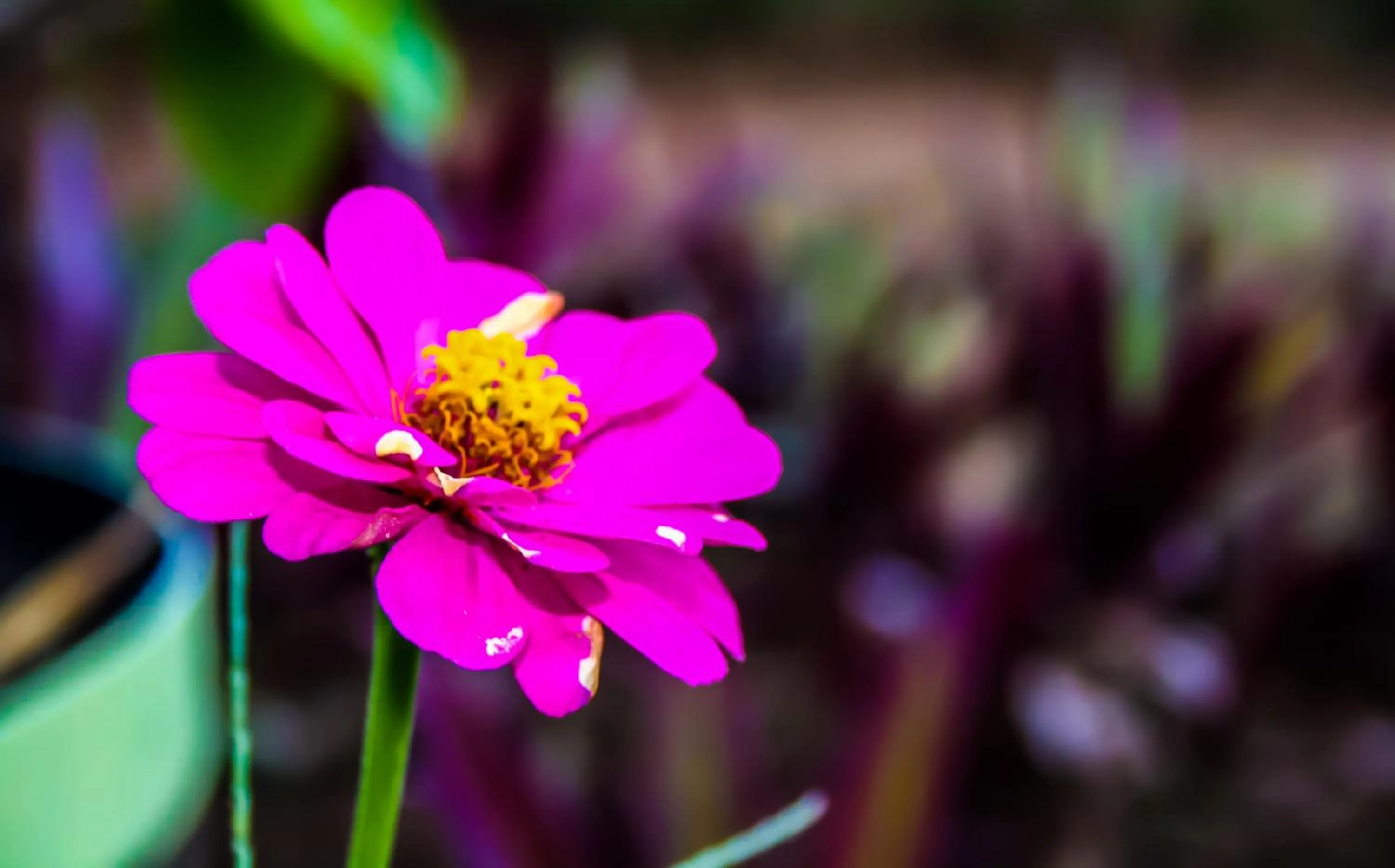 Garden in Villa Tropicana - South Africa