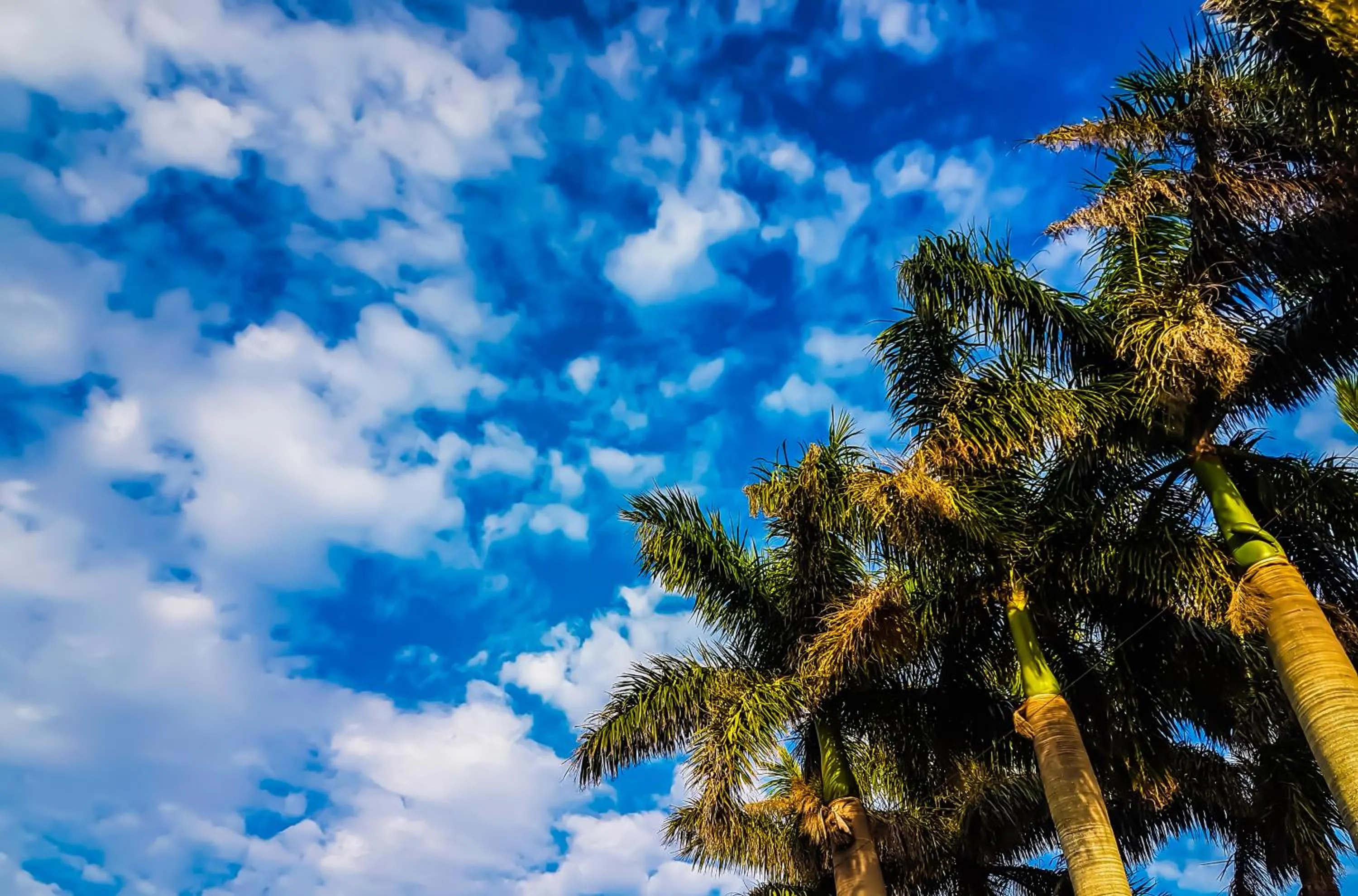 Garden in Villa Tropicana - South Africa