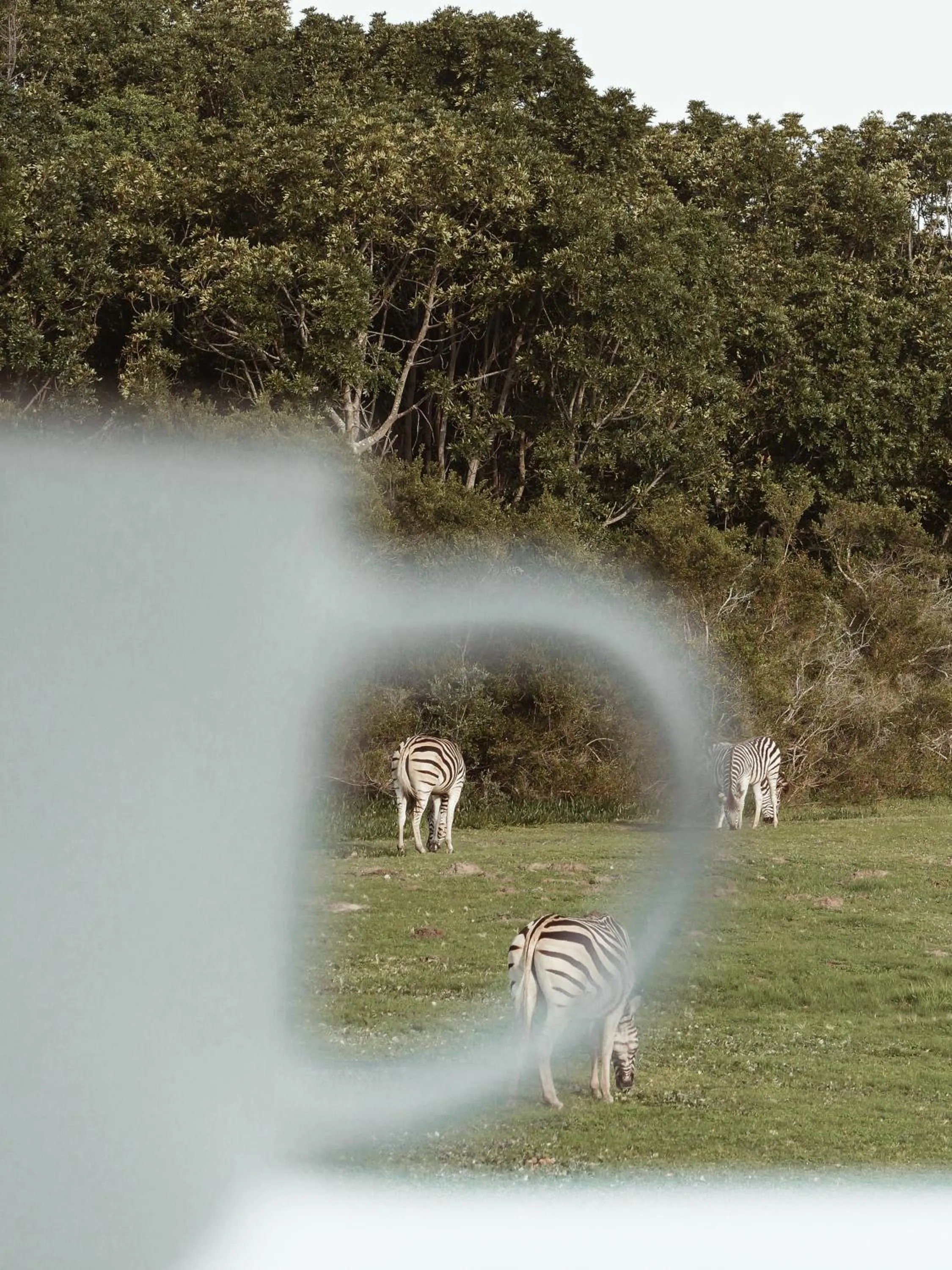 Other in Stanley Island