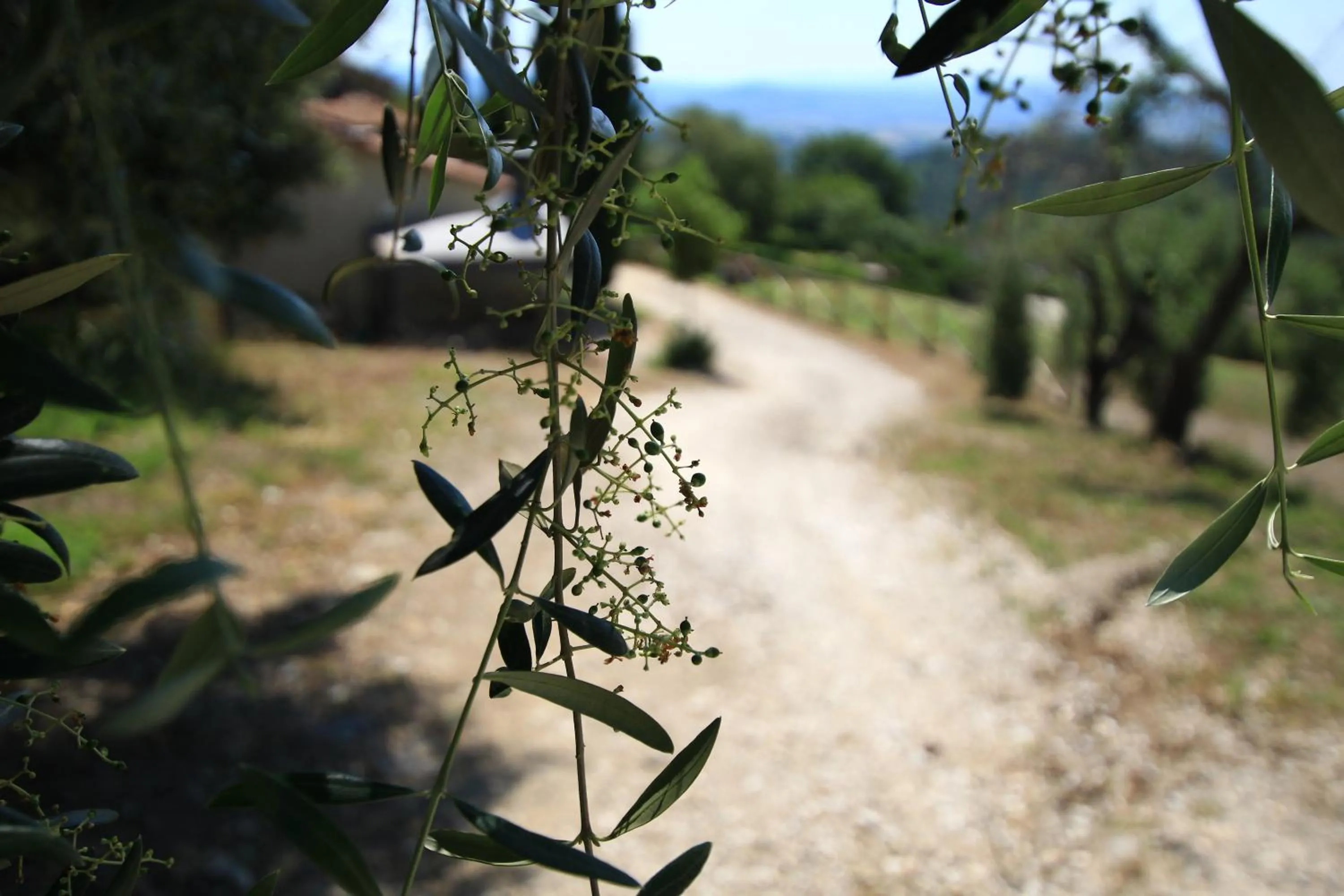 Natural landscape in Agriturismo Boschi di Montecalvi