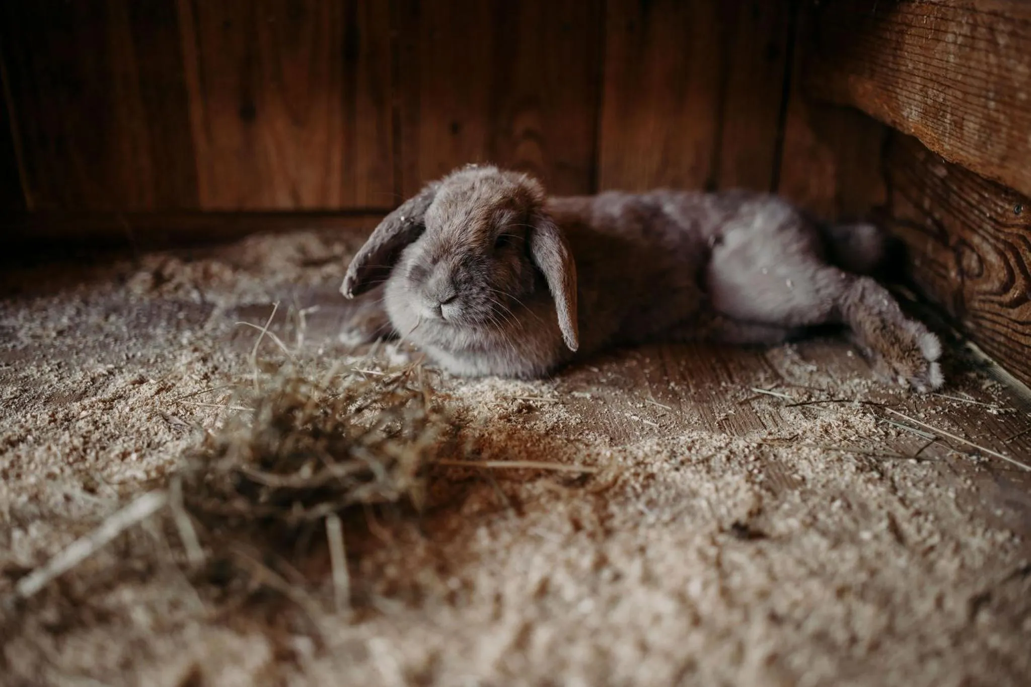 Animals in Hotel Lerch