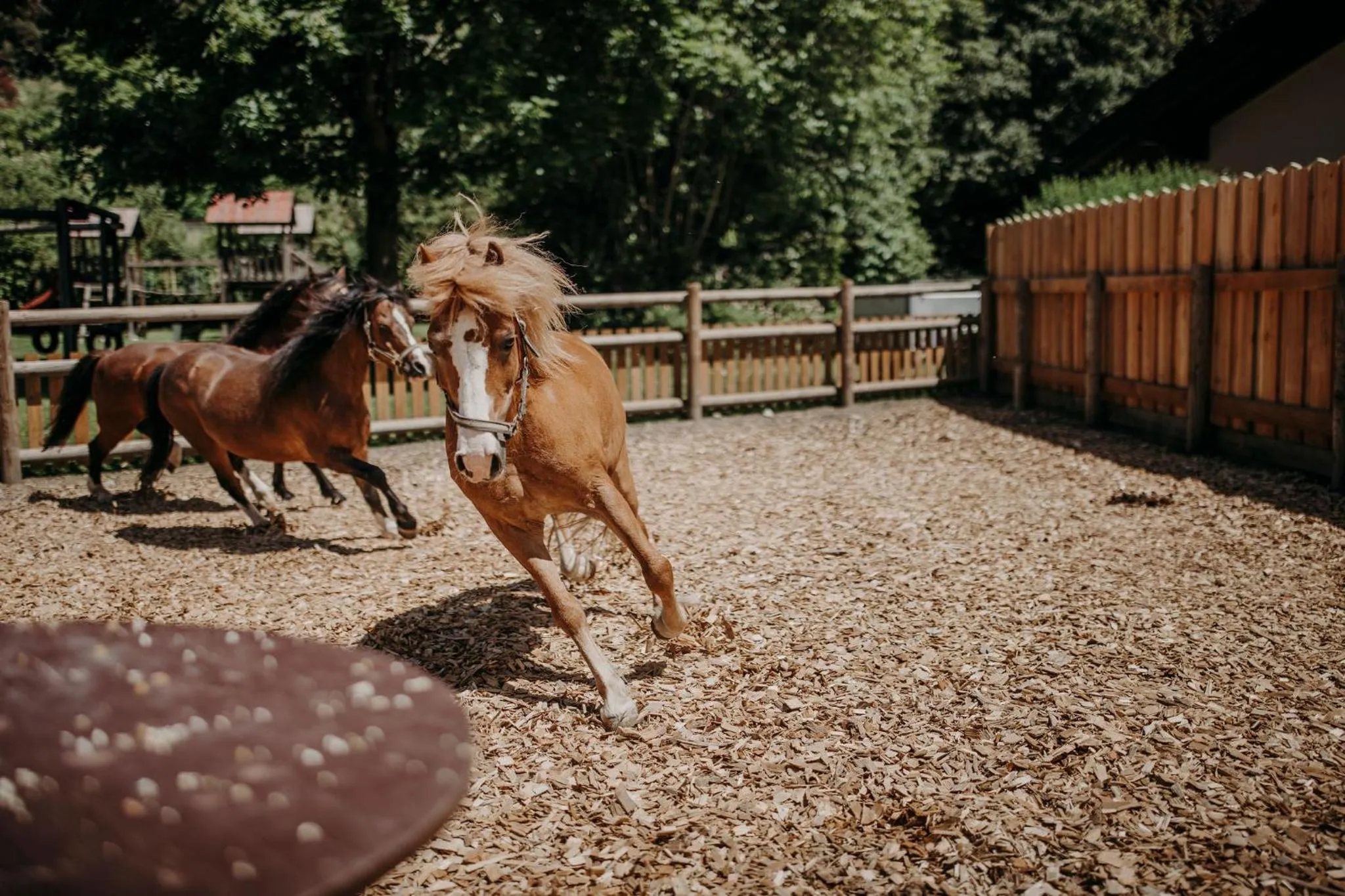 Animals in Hotel Lerch