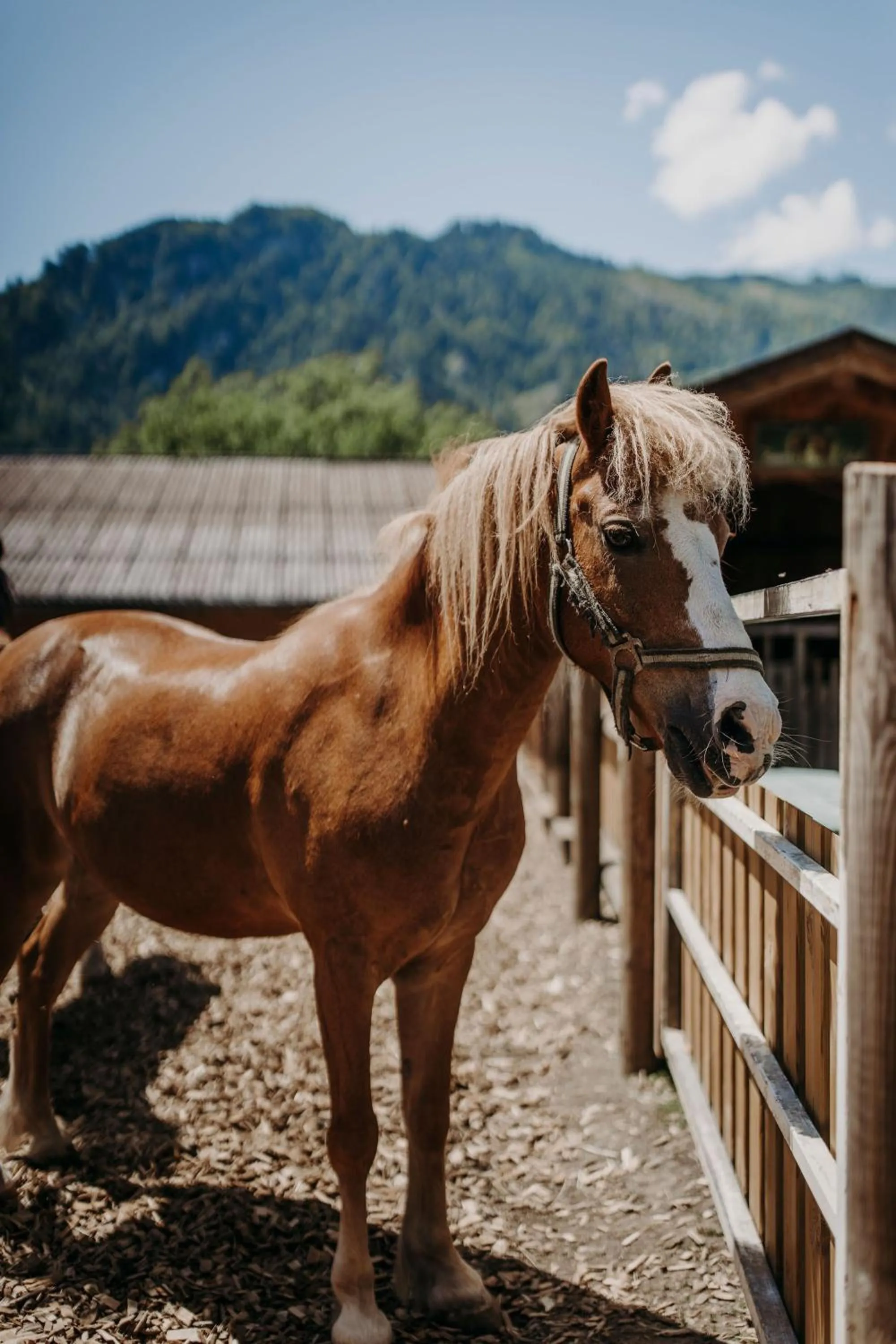 Animals in Hotel Lerch