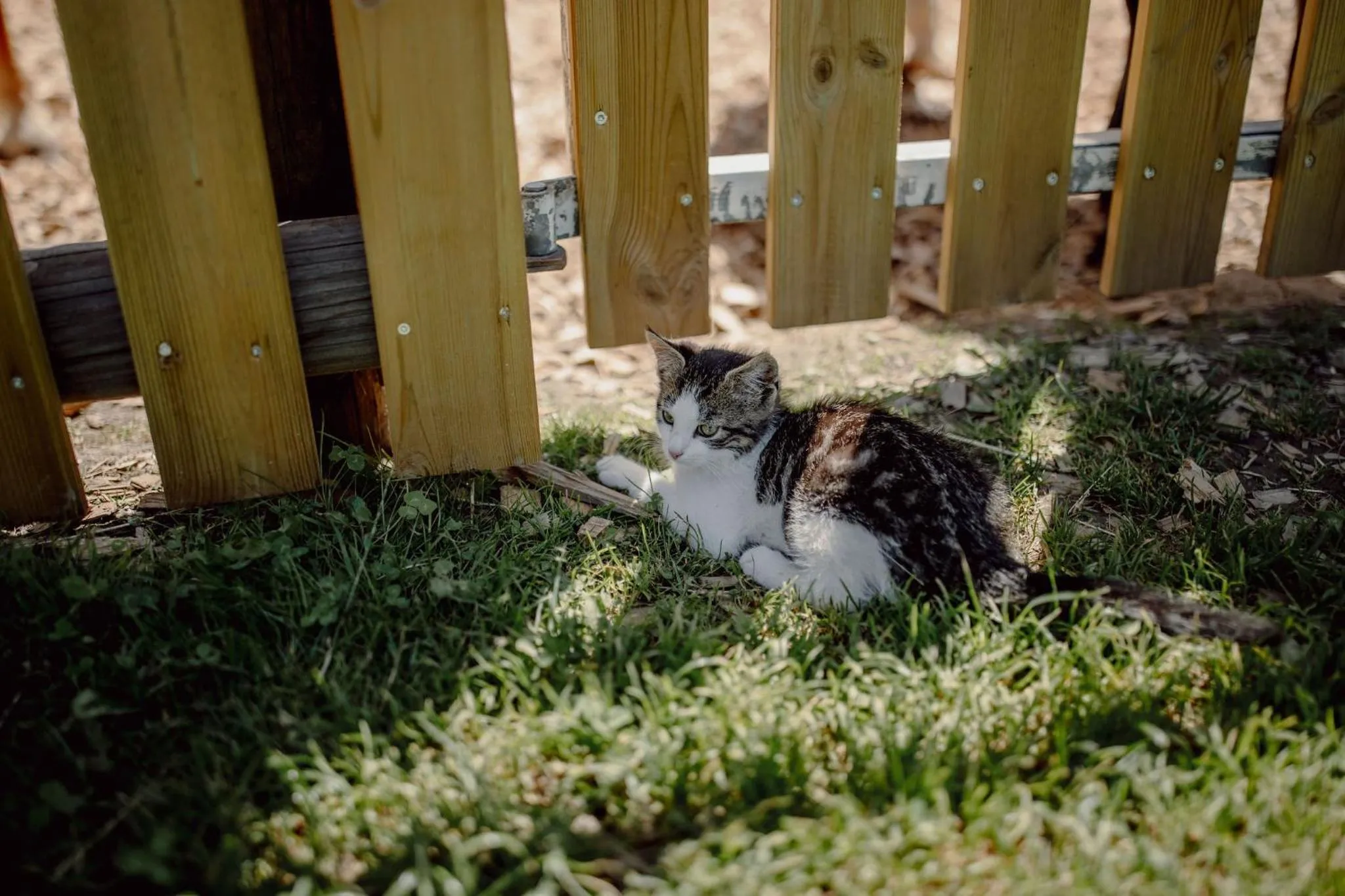 Animals in Hotel Lerch