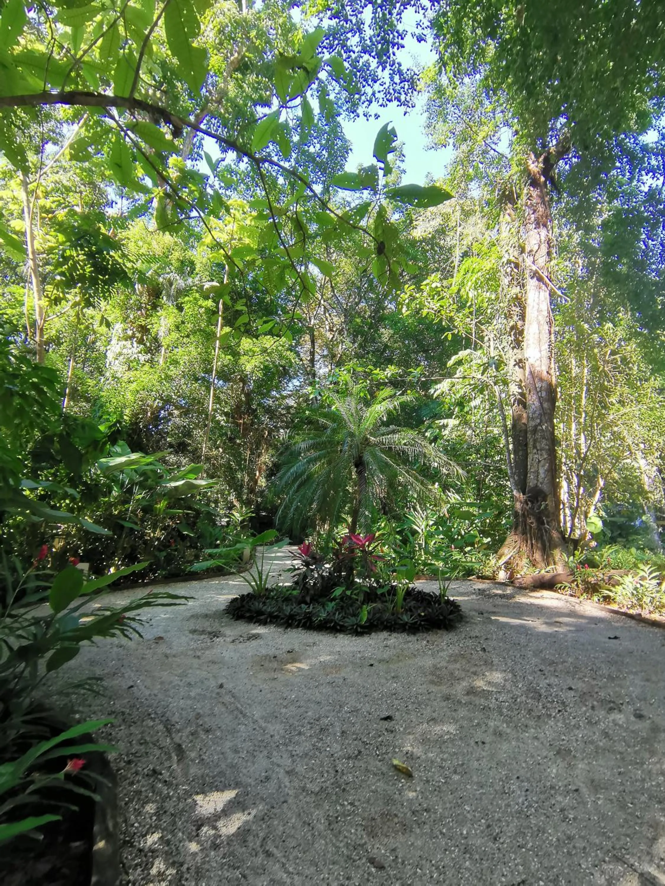 Garden in Elan at Ballena Beach