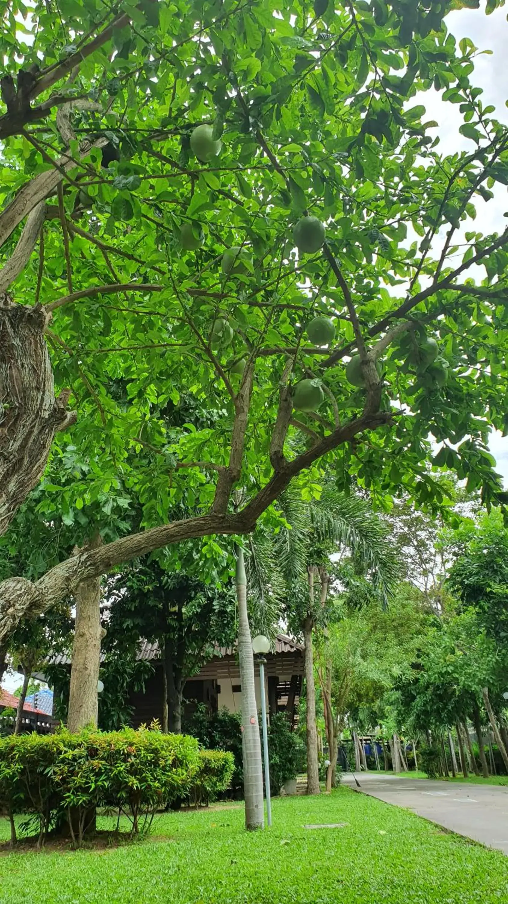 Garden in Pruksa Resort Prachuabkhirikhan Garden in Pruksa Resort Prachuabkhirikhan