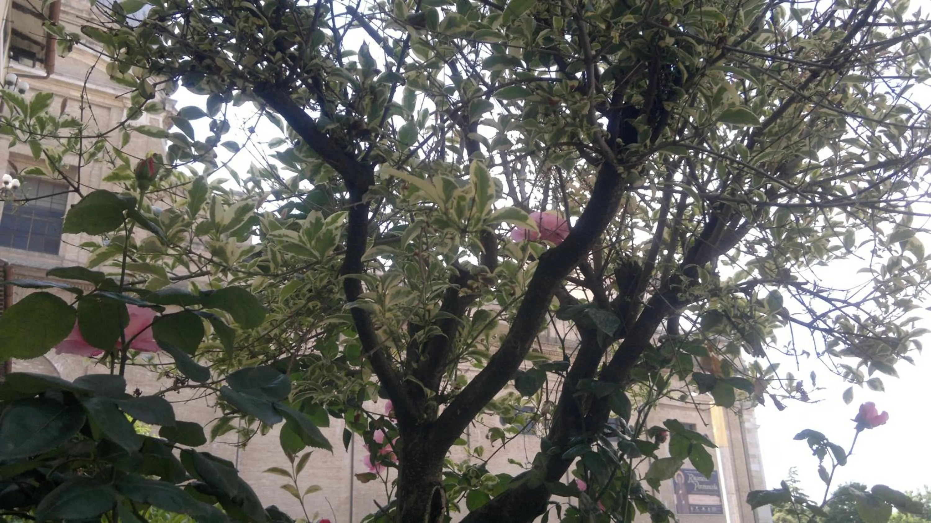 Garden view in Hotel Porziuncola