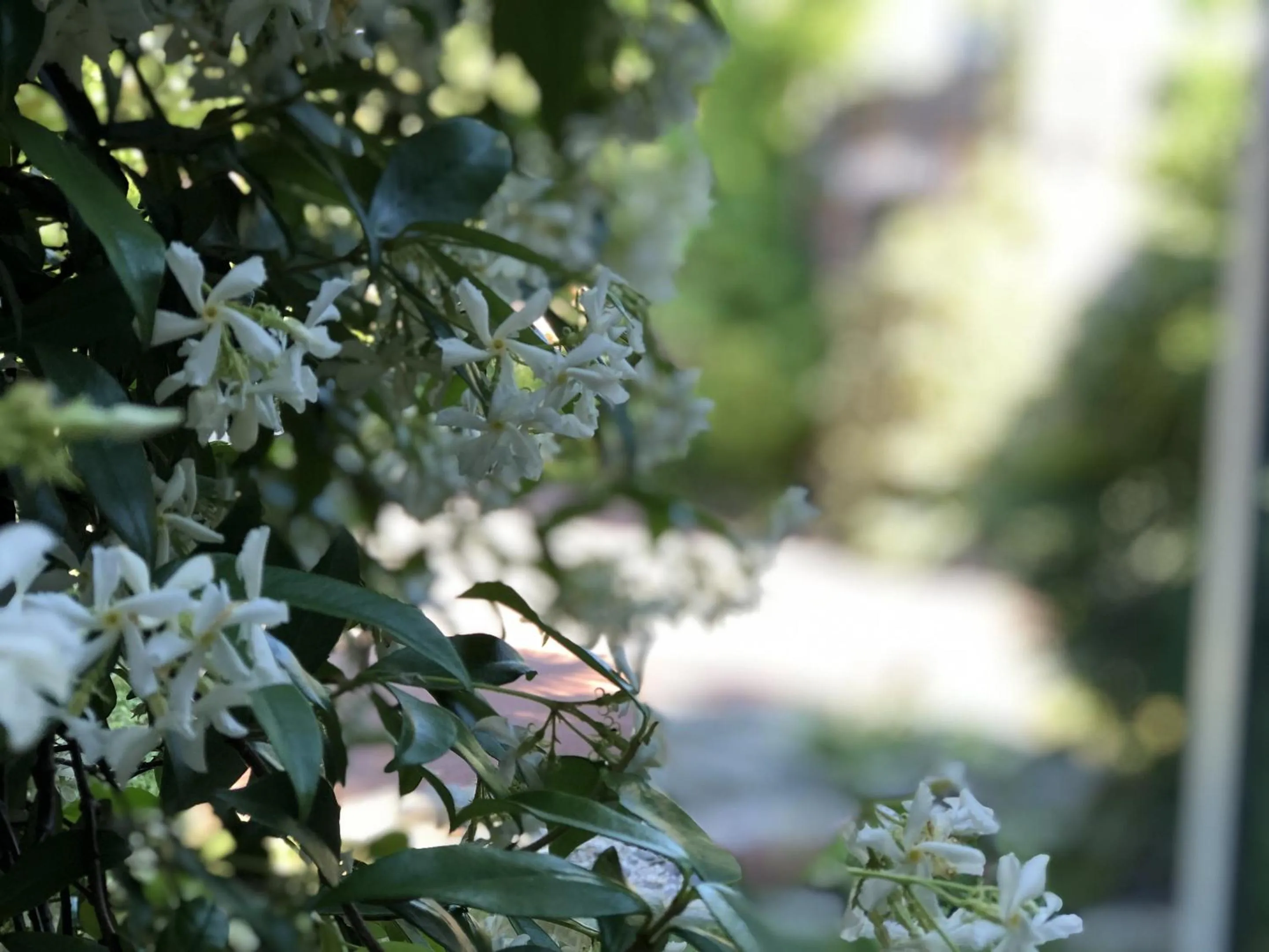 Garden in Aux Herbes Hautes