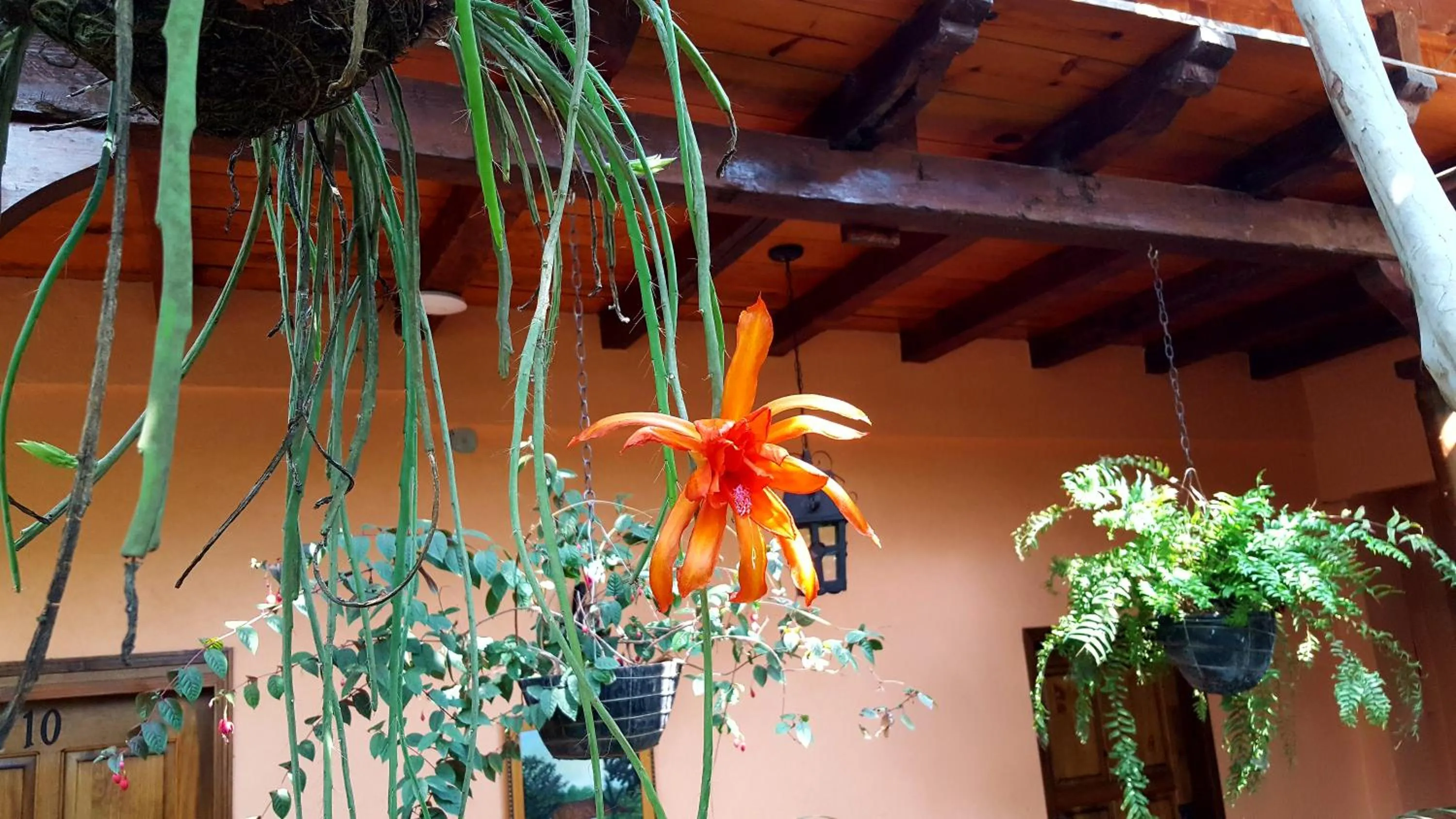 Posada Papa Chepe