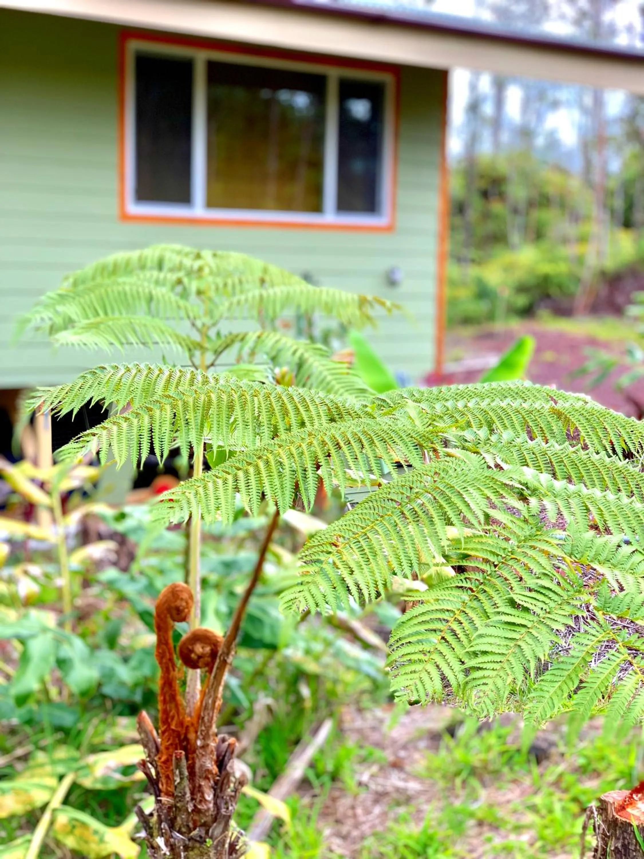 Garden in Volcano Eco Cabin & Eco Lodge