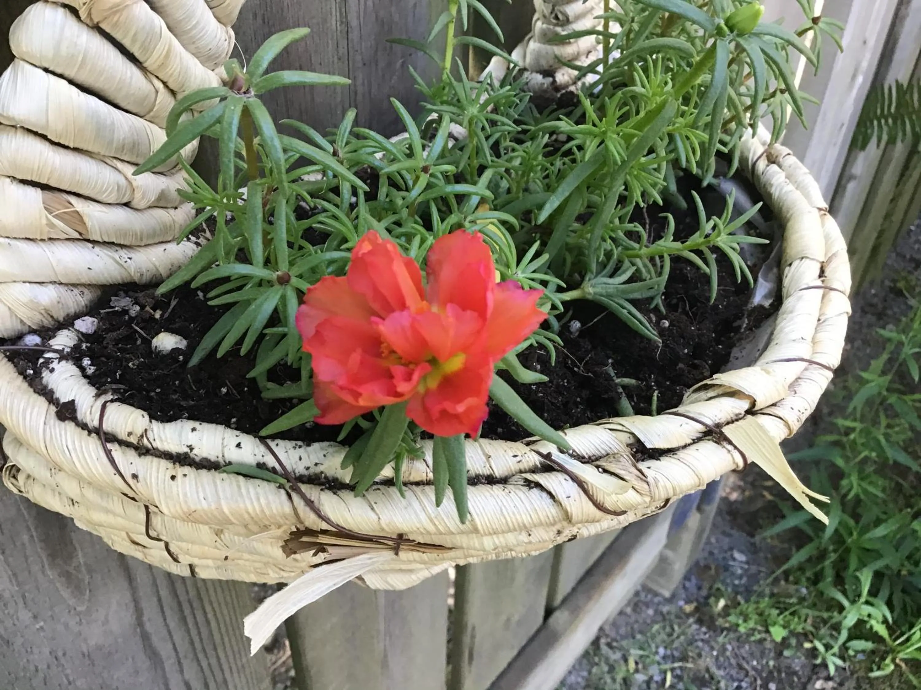 Garden in The Stella Rose B&B