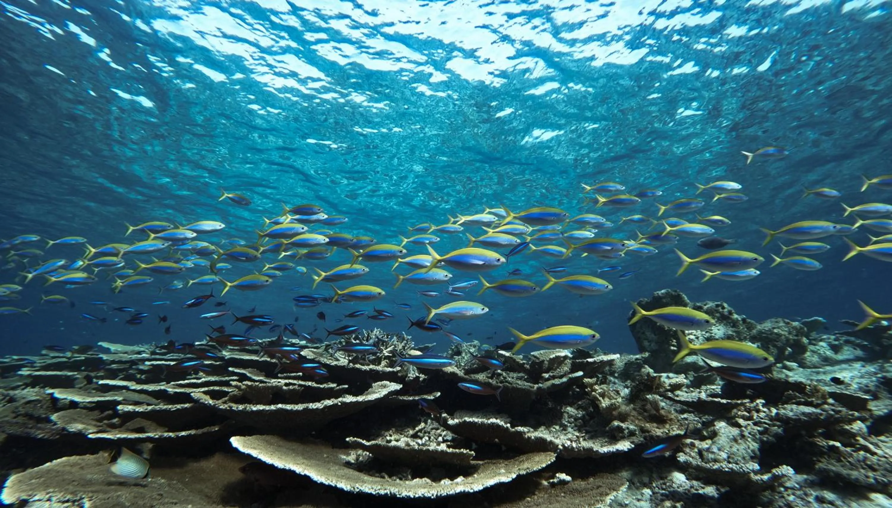 Diving in Bandos Maldives