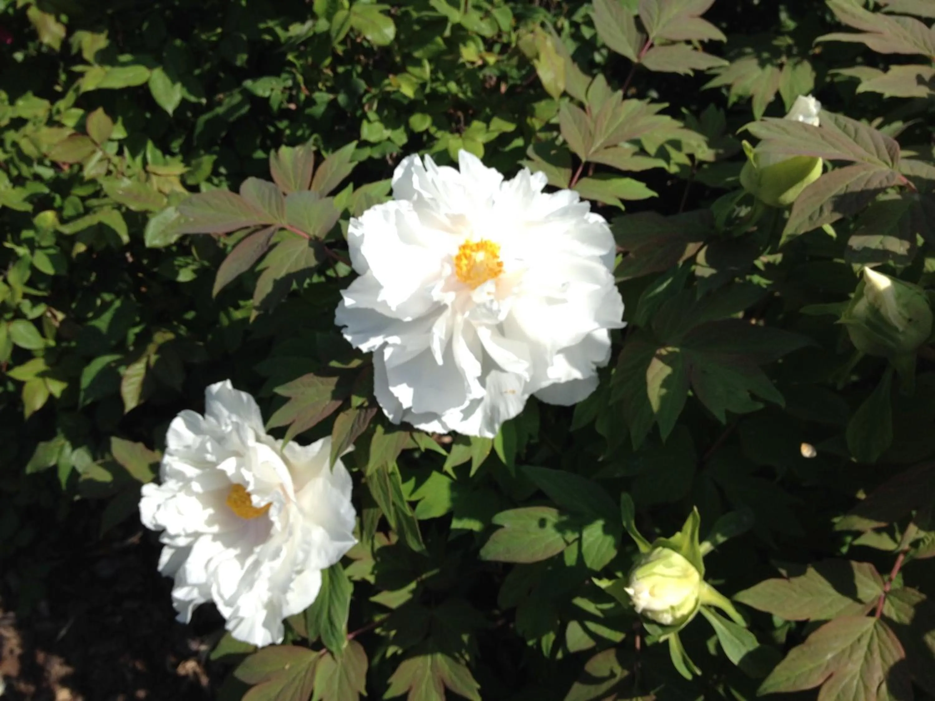 Garden in Relais Villa Annamaria Bed end Breakfast