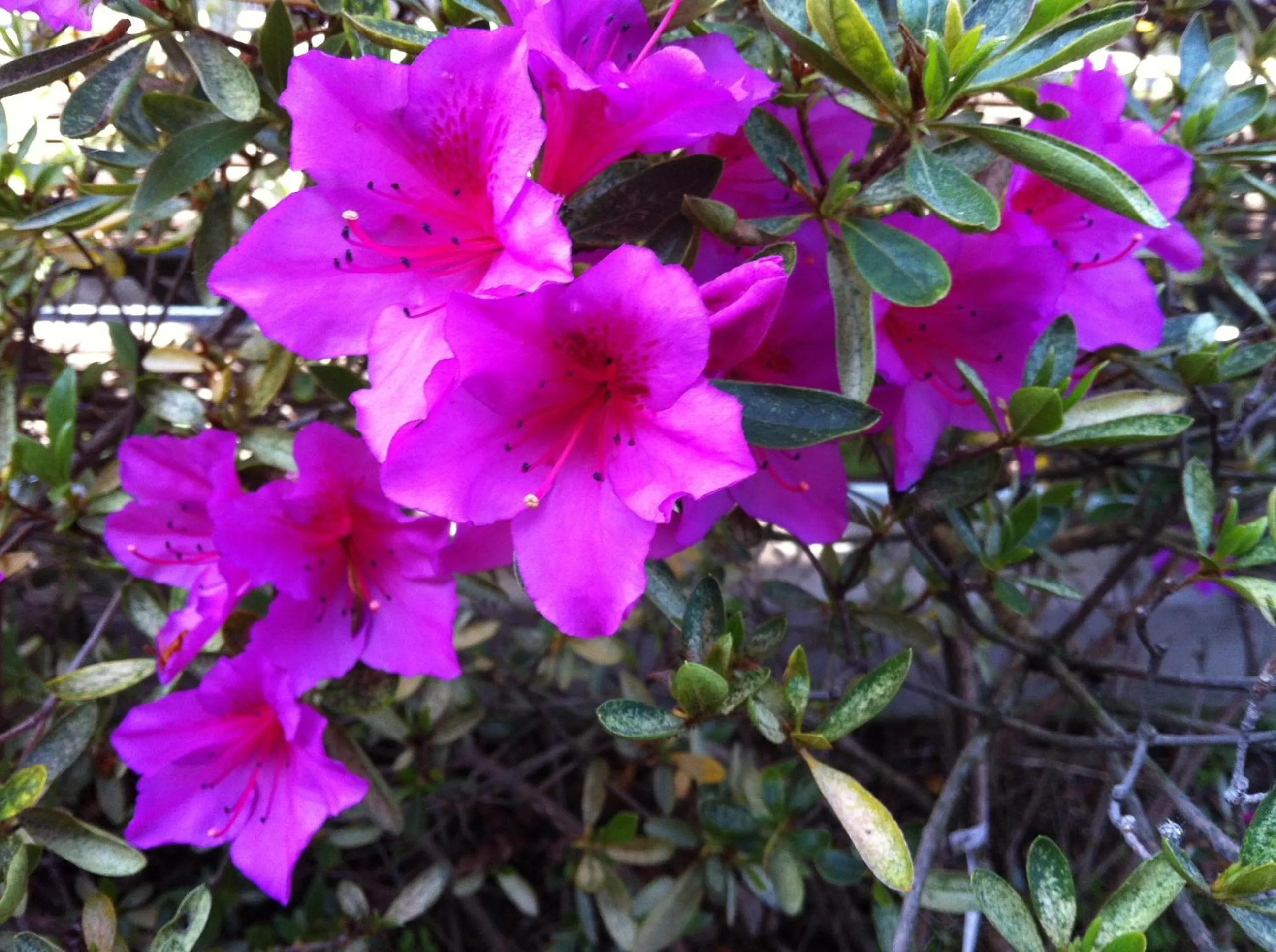 Garden in Relais Villa Annamaria Bed end Breakfast