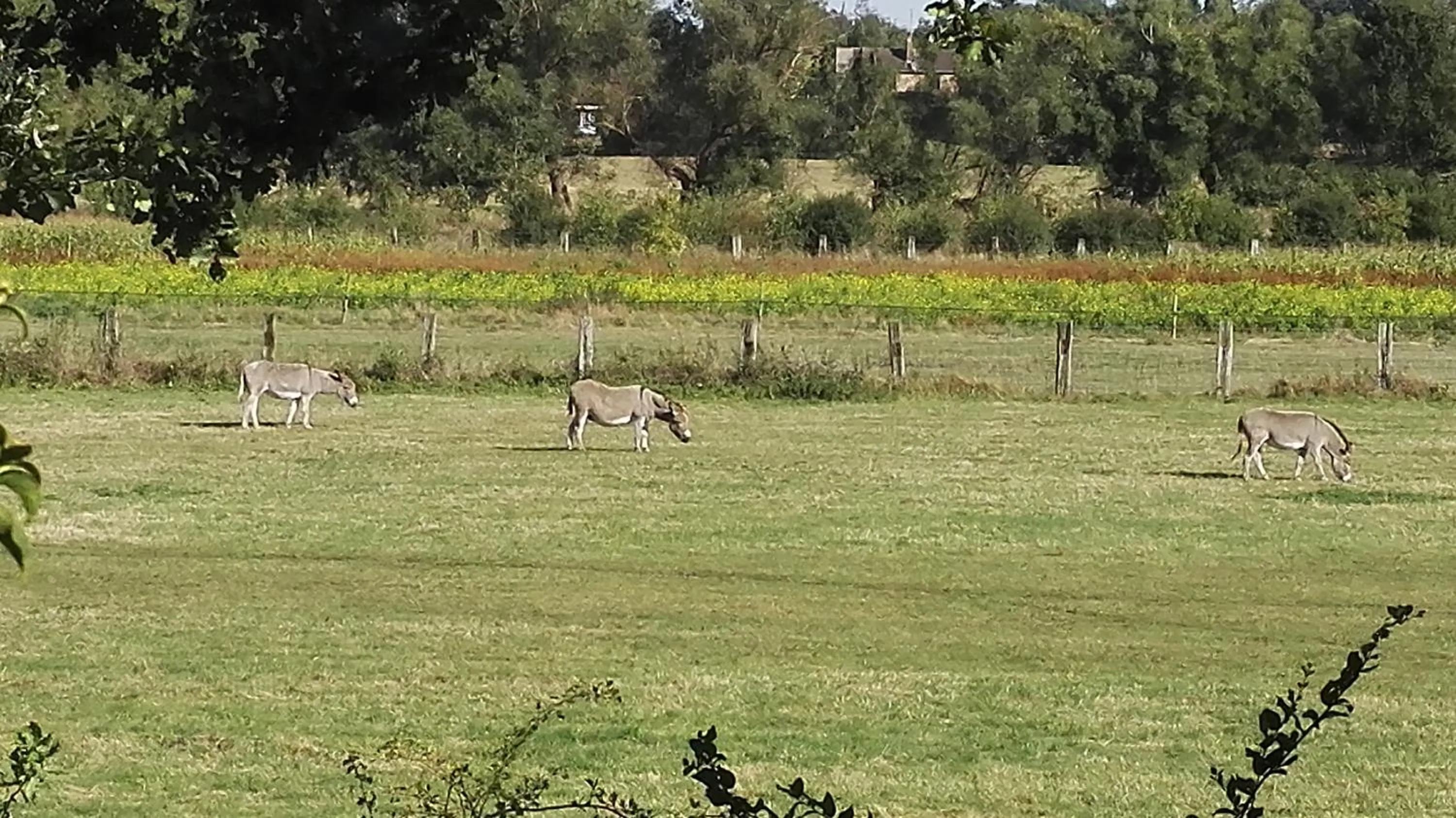 Garden view in les Bovrieres