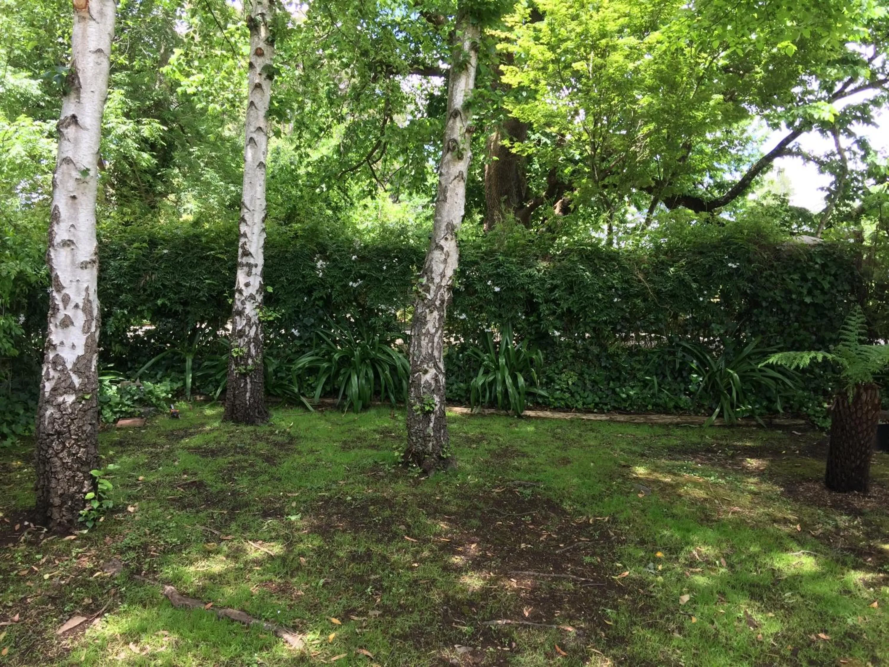 Garden view in Holly Lodge