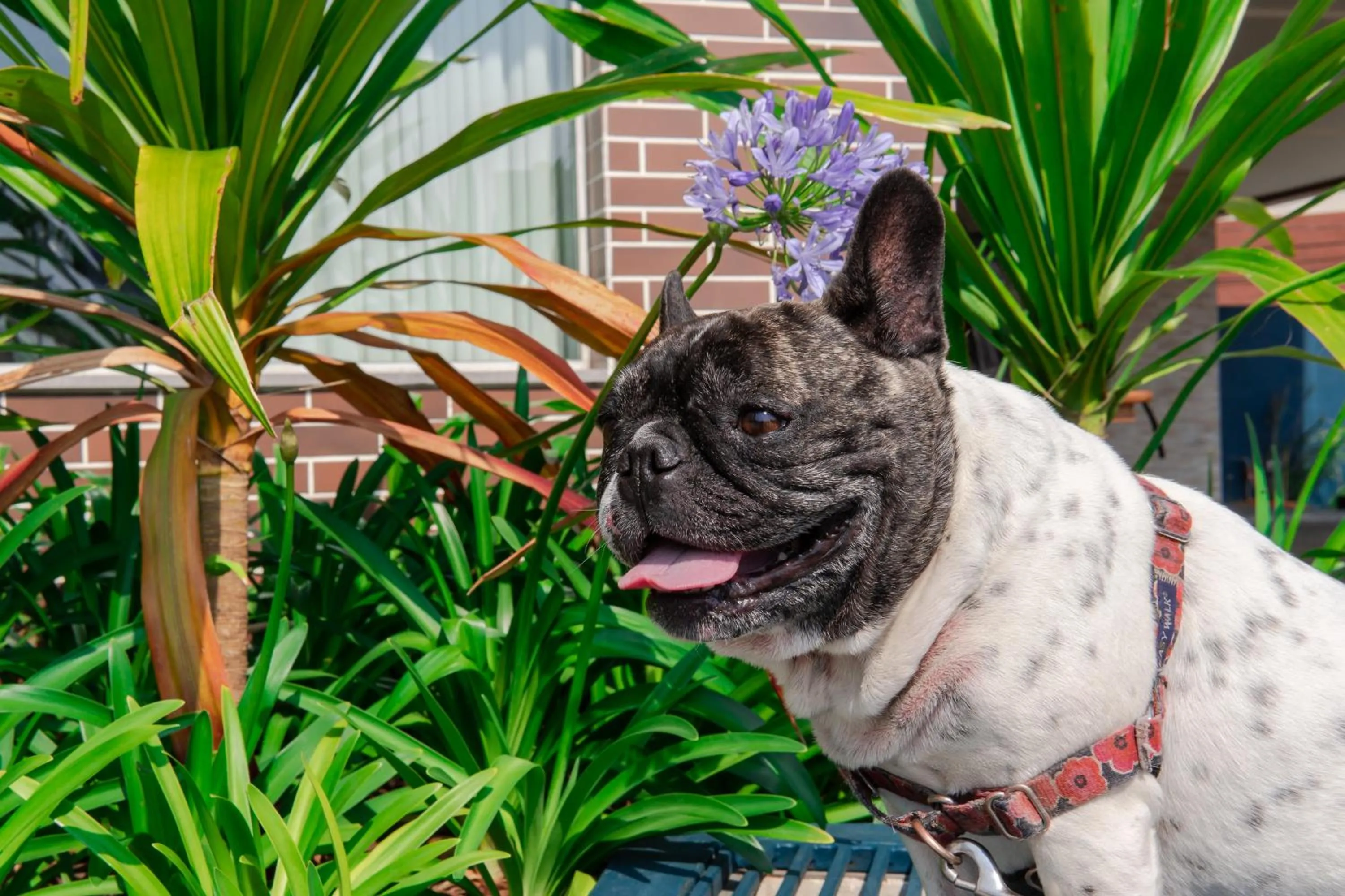 Pets in ibis Styles Curitiba Aeroporto