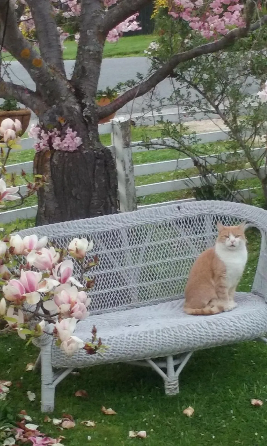 Garden in Magnolia Cottage