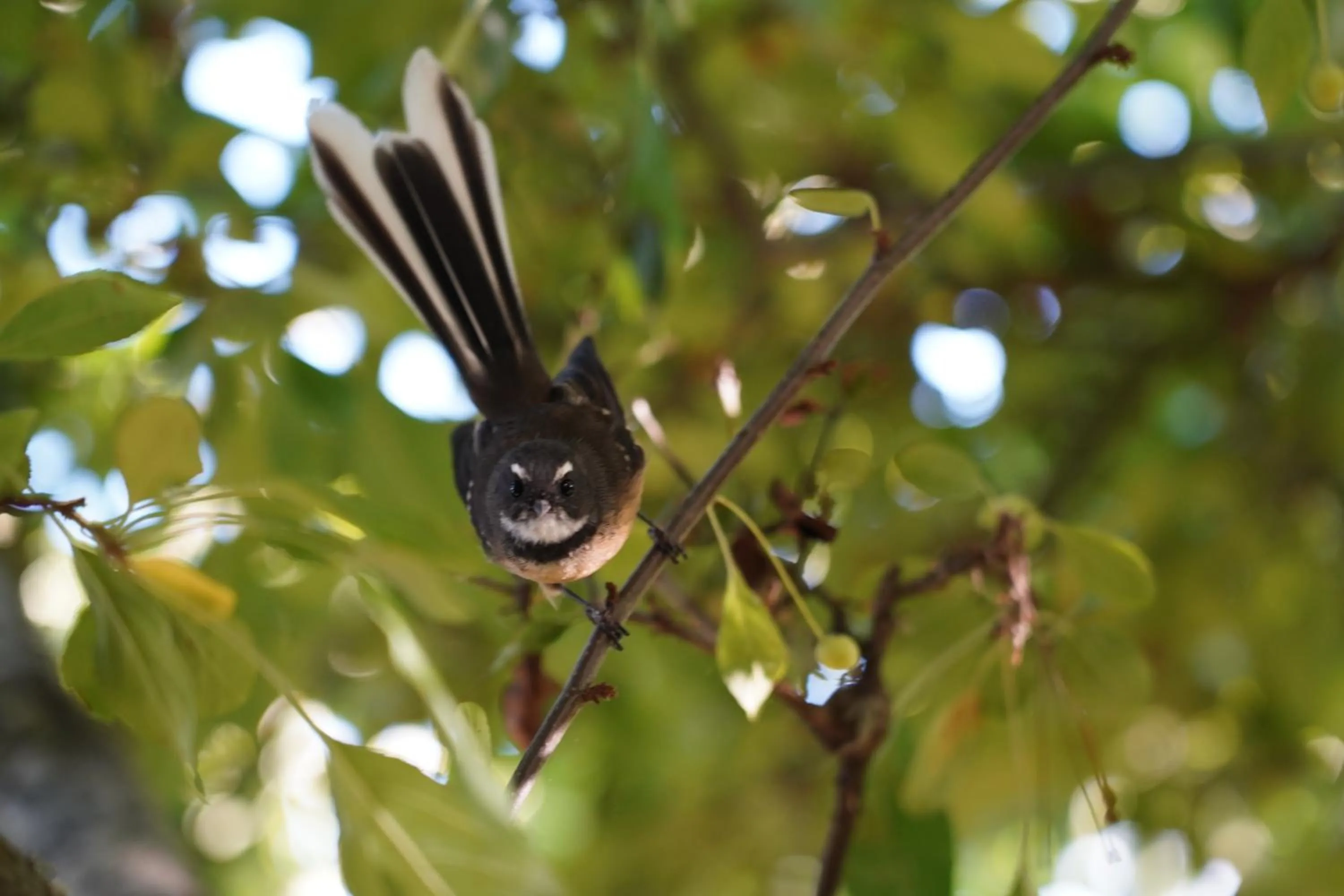 Garden in Magnolia Cottage