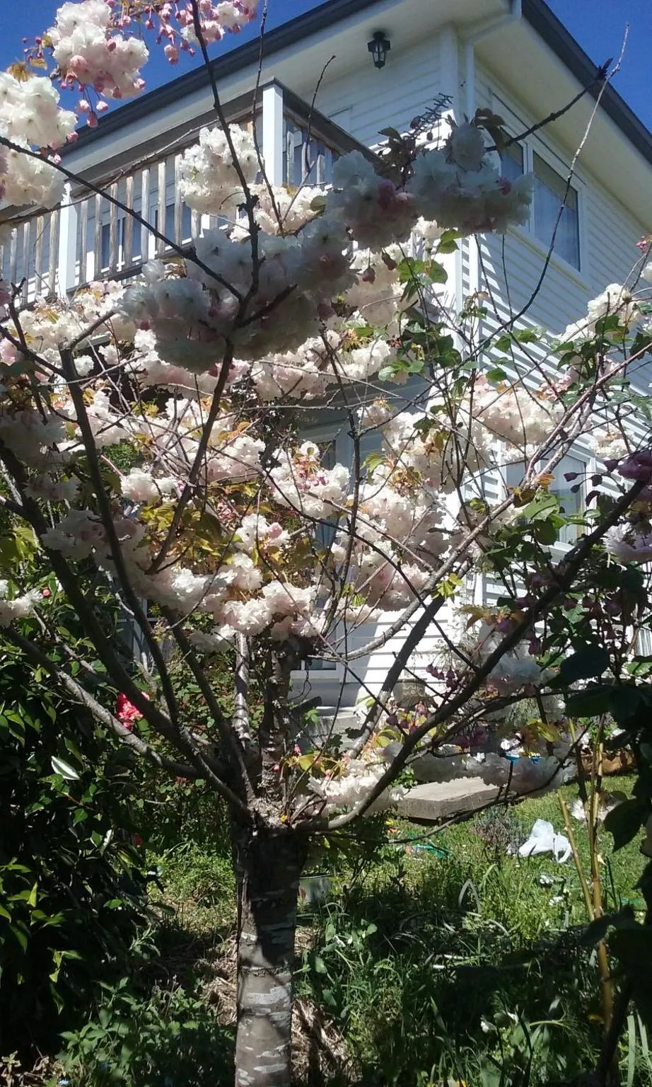 Spring in Magnolia Cottage