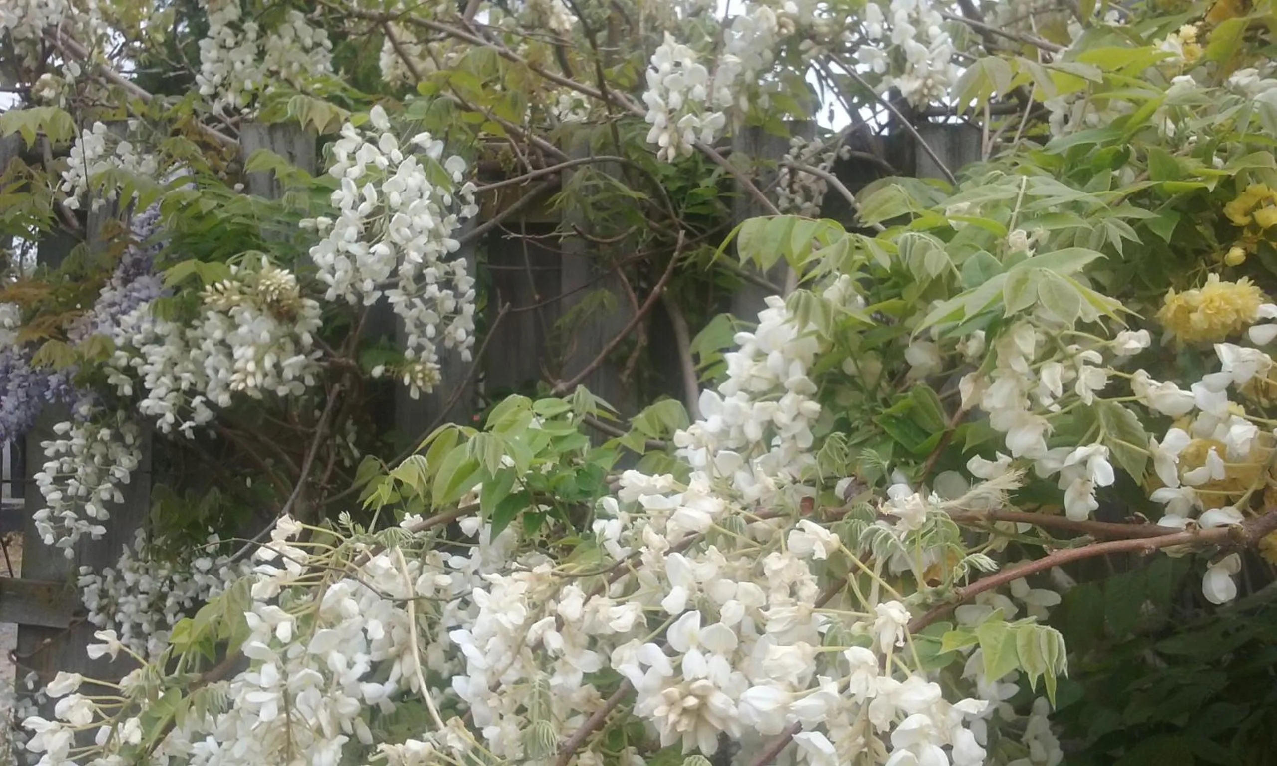 Garden in Magnolia Cottage