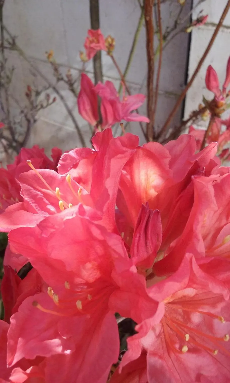 Garden in Magnolia Cottage