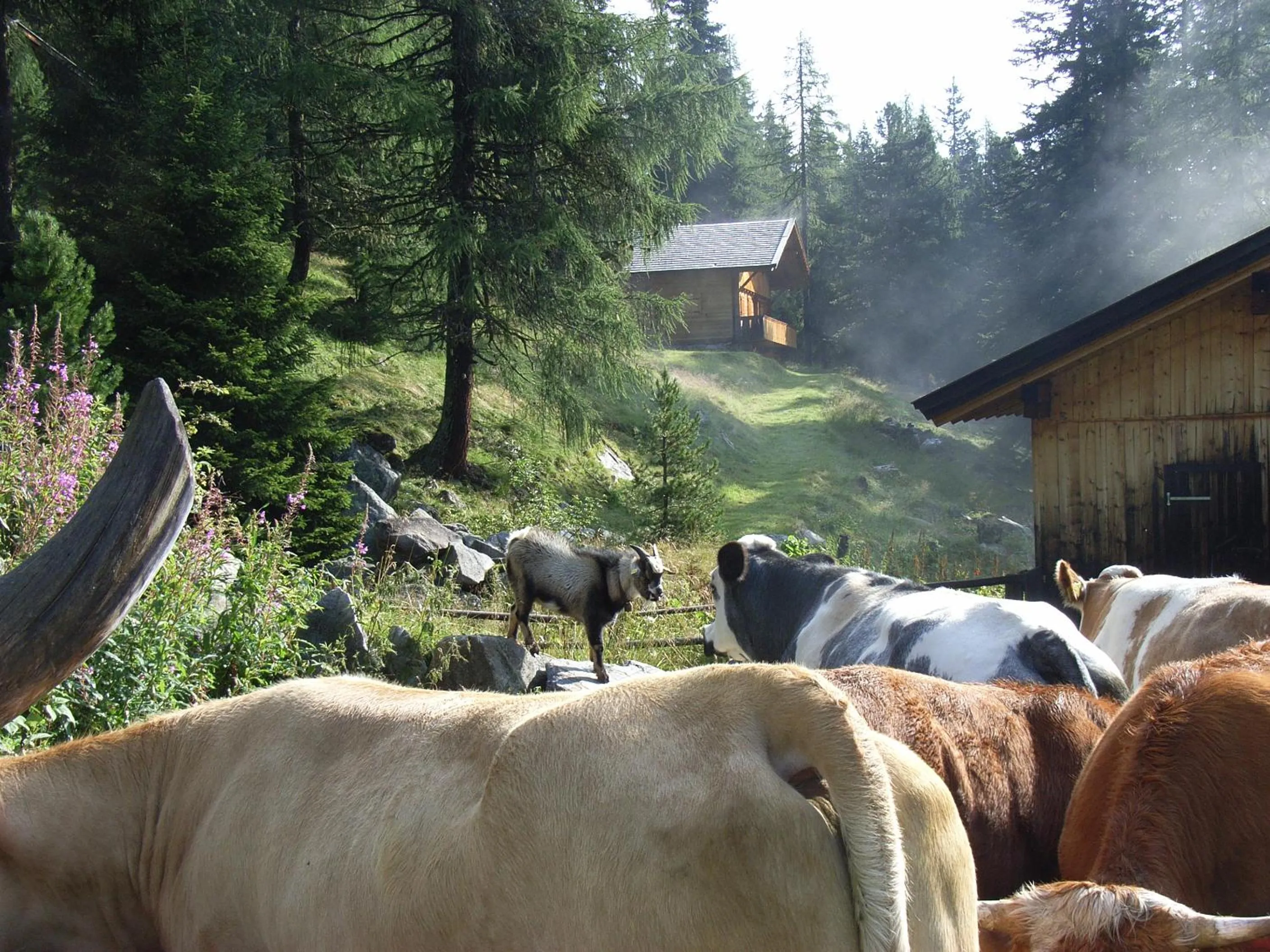 Pets in Ledererhof Apartments