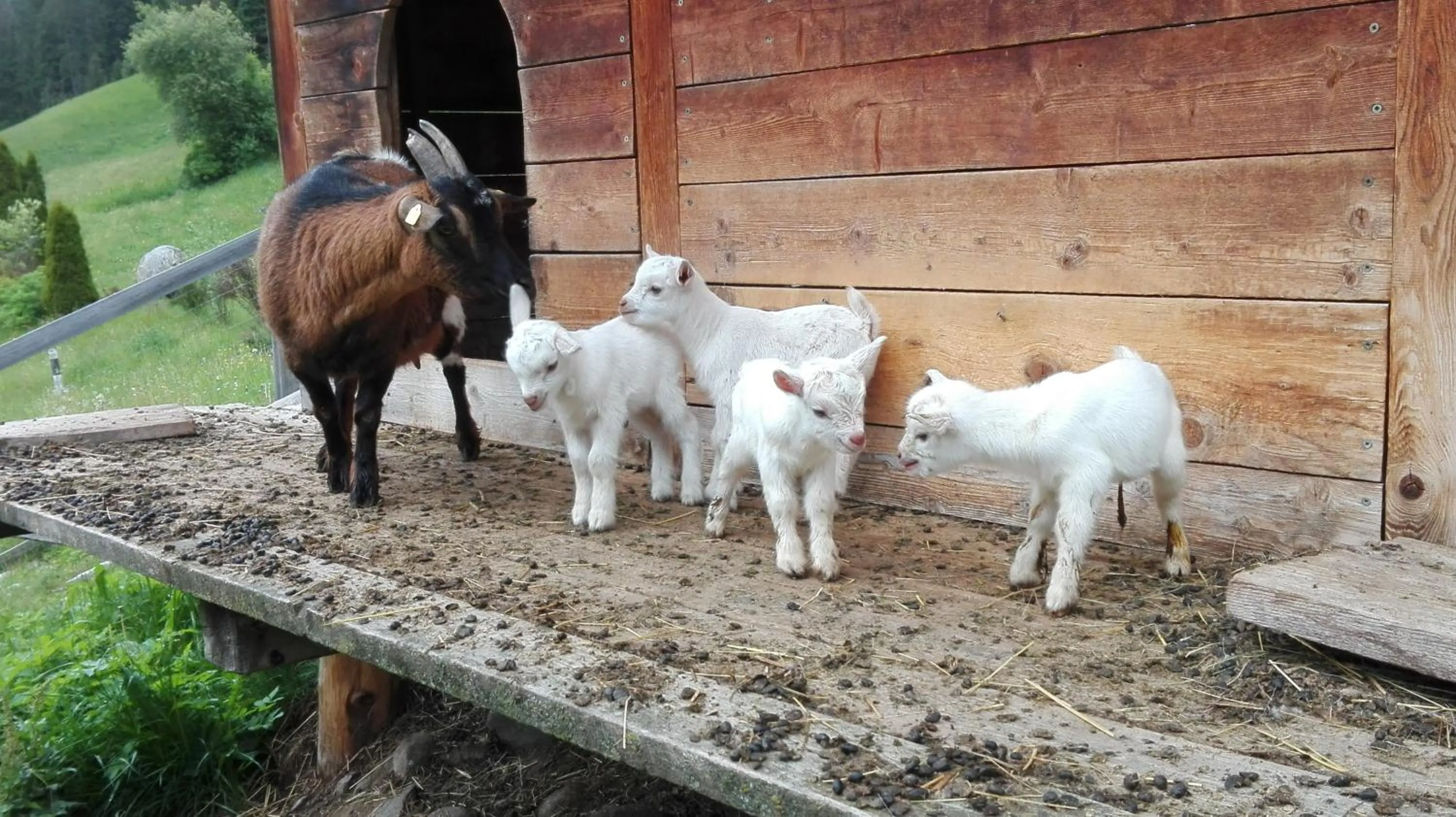 Pets in Ledererhof Apartments