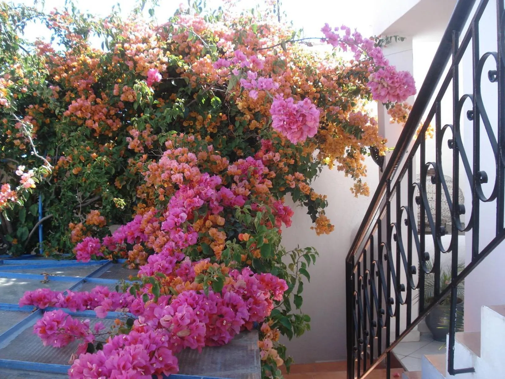 Day in Riad Marlinea