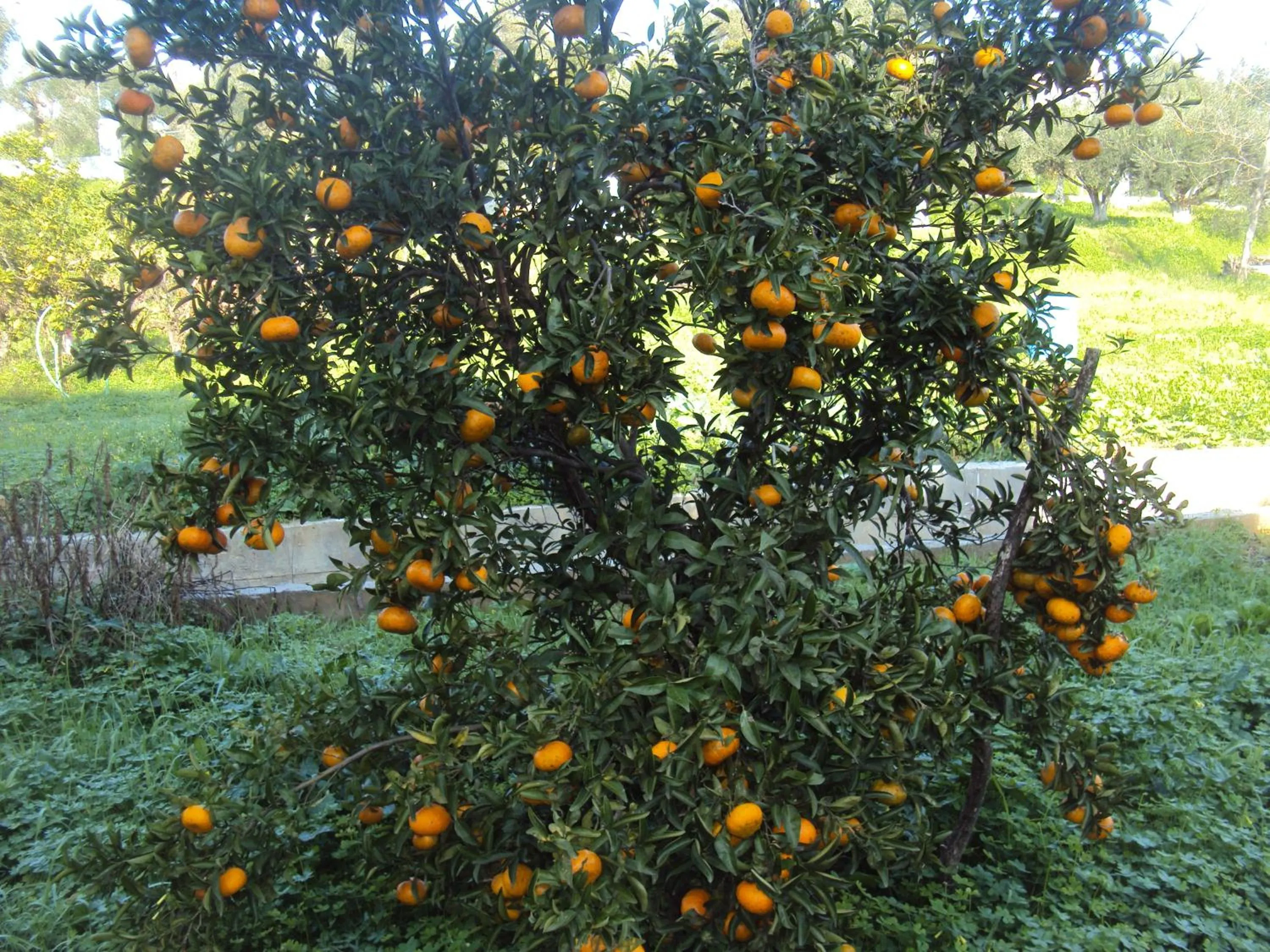 Garden in Villa Nostos
