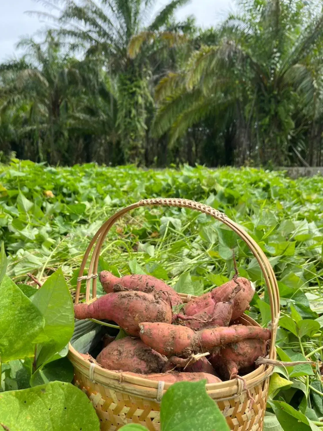 Restaurant/places to eat in Bor Saen Pool Villa Restaurant/places to eat in Bor Saen Pool Villa