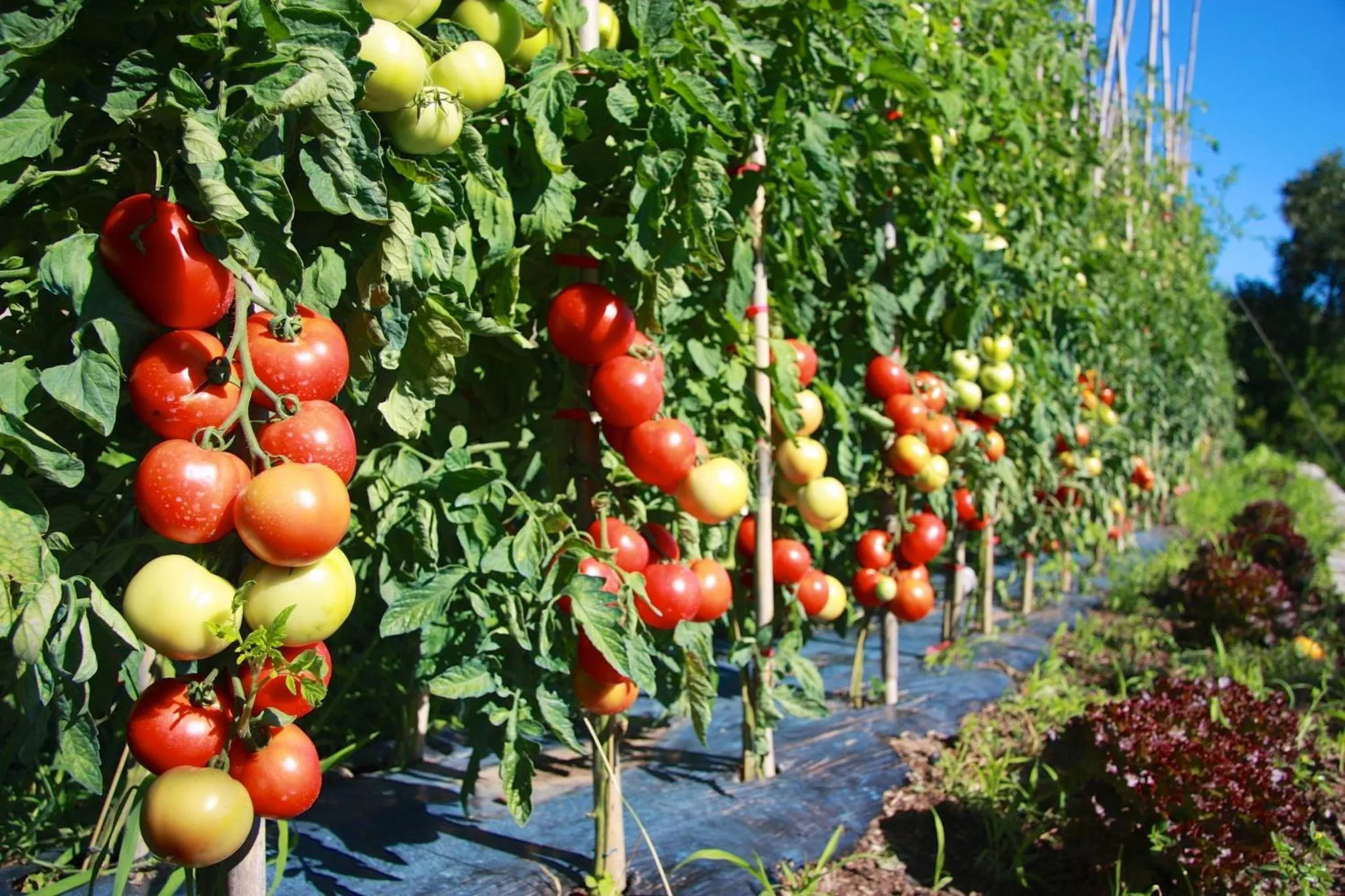 Day in Logis Hotel Restaurant La Porte des Cévennes