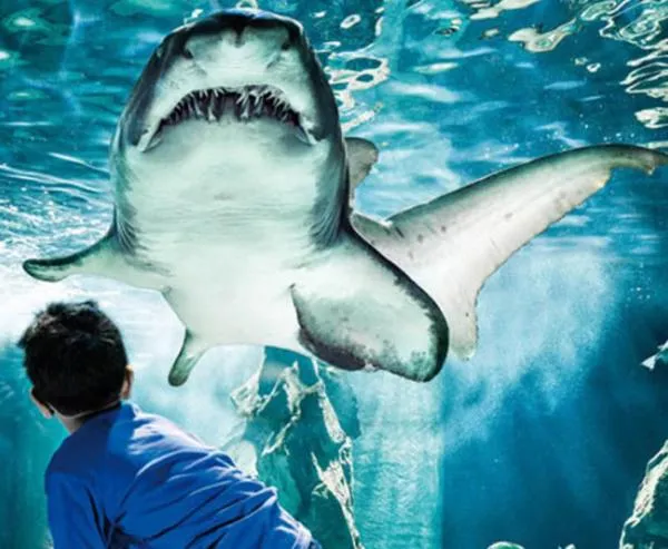 Aqua park in Hotel Lungomare