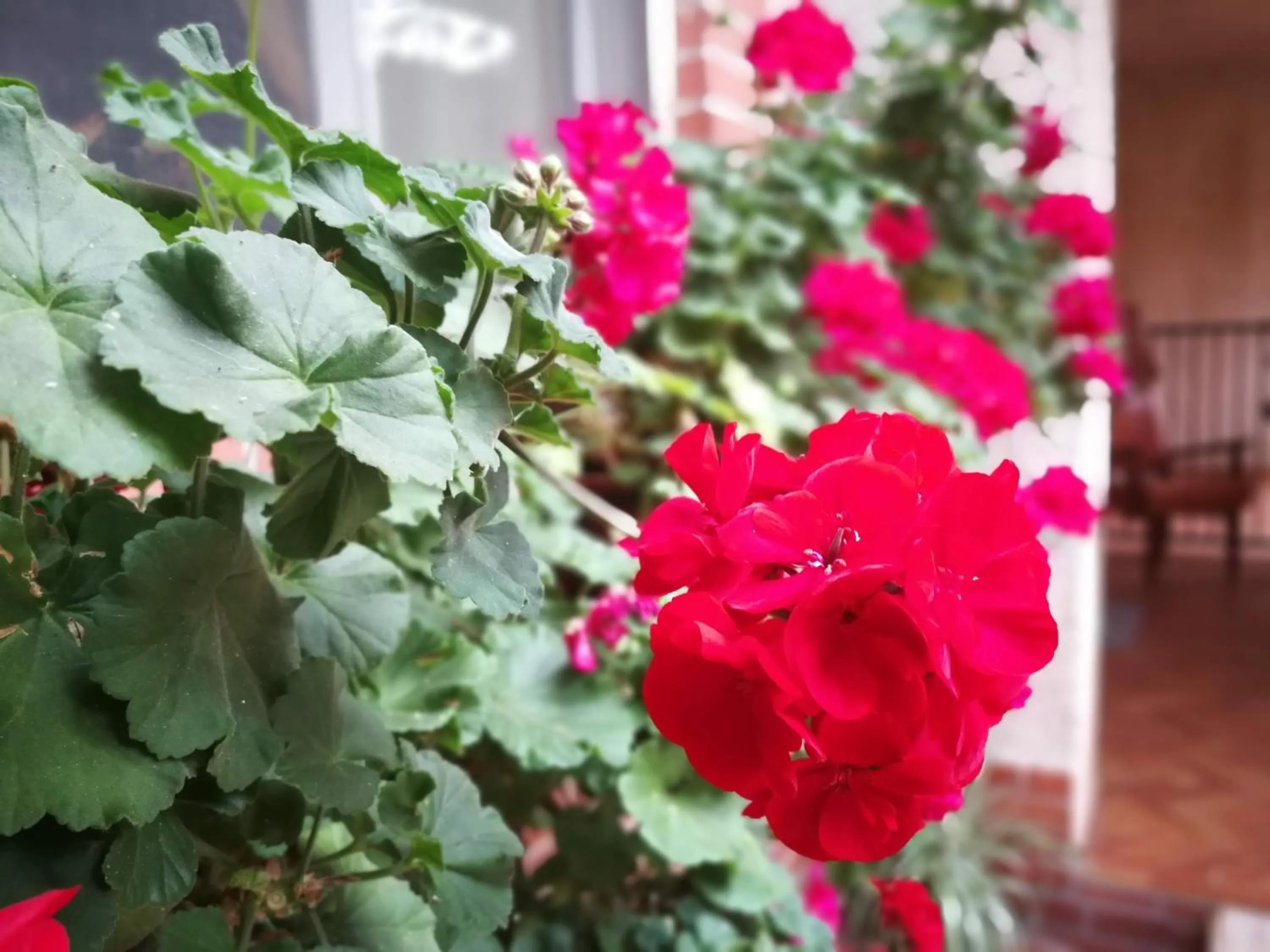 Garden in B&B Leggieri Villa Siria