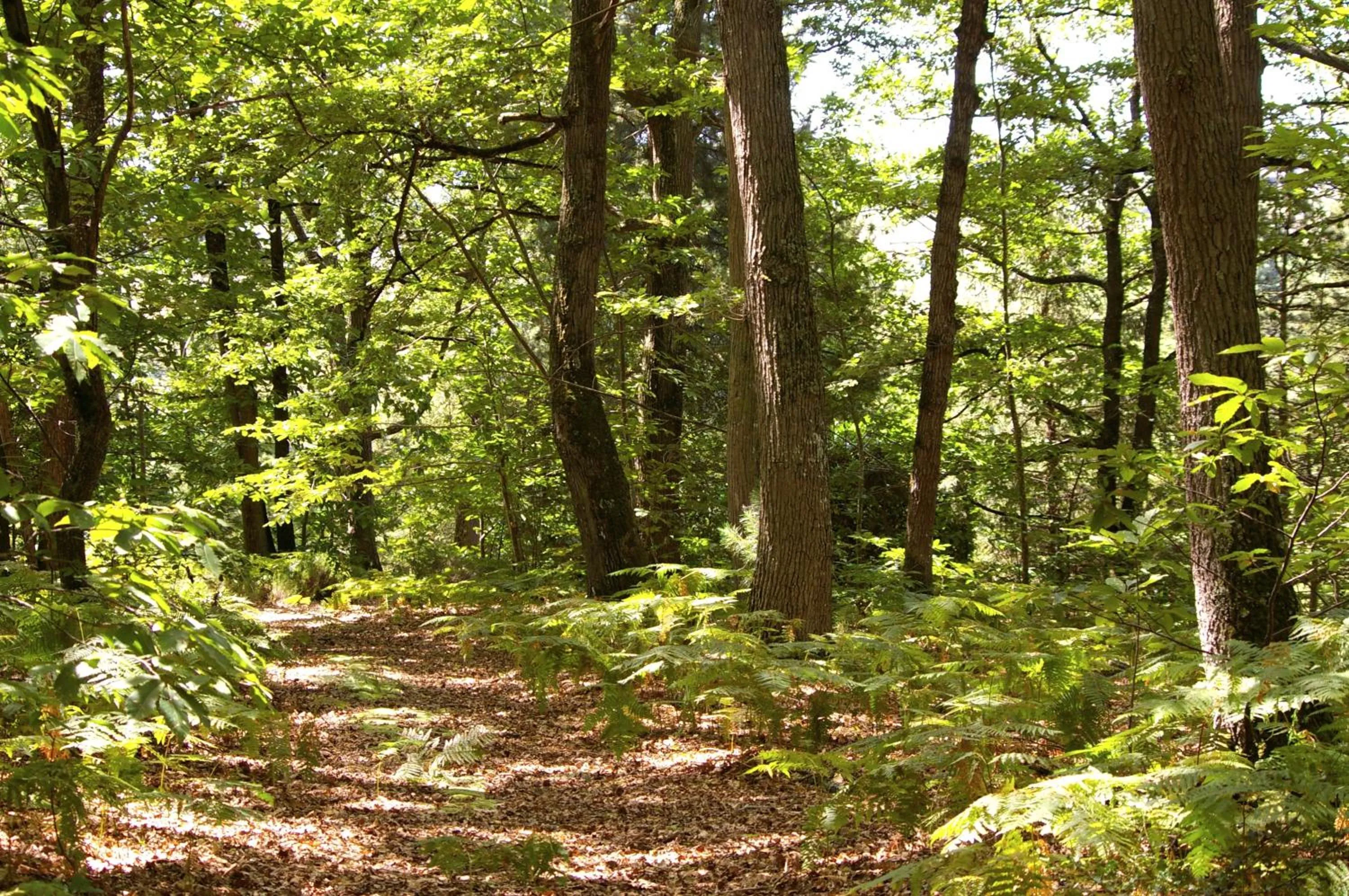 Garden in Chateau De Rochecotte