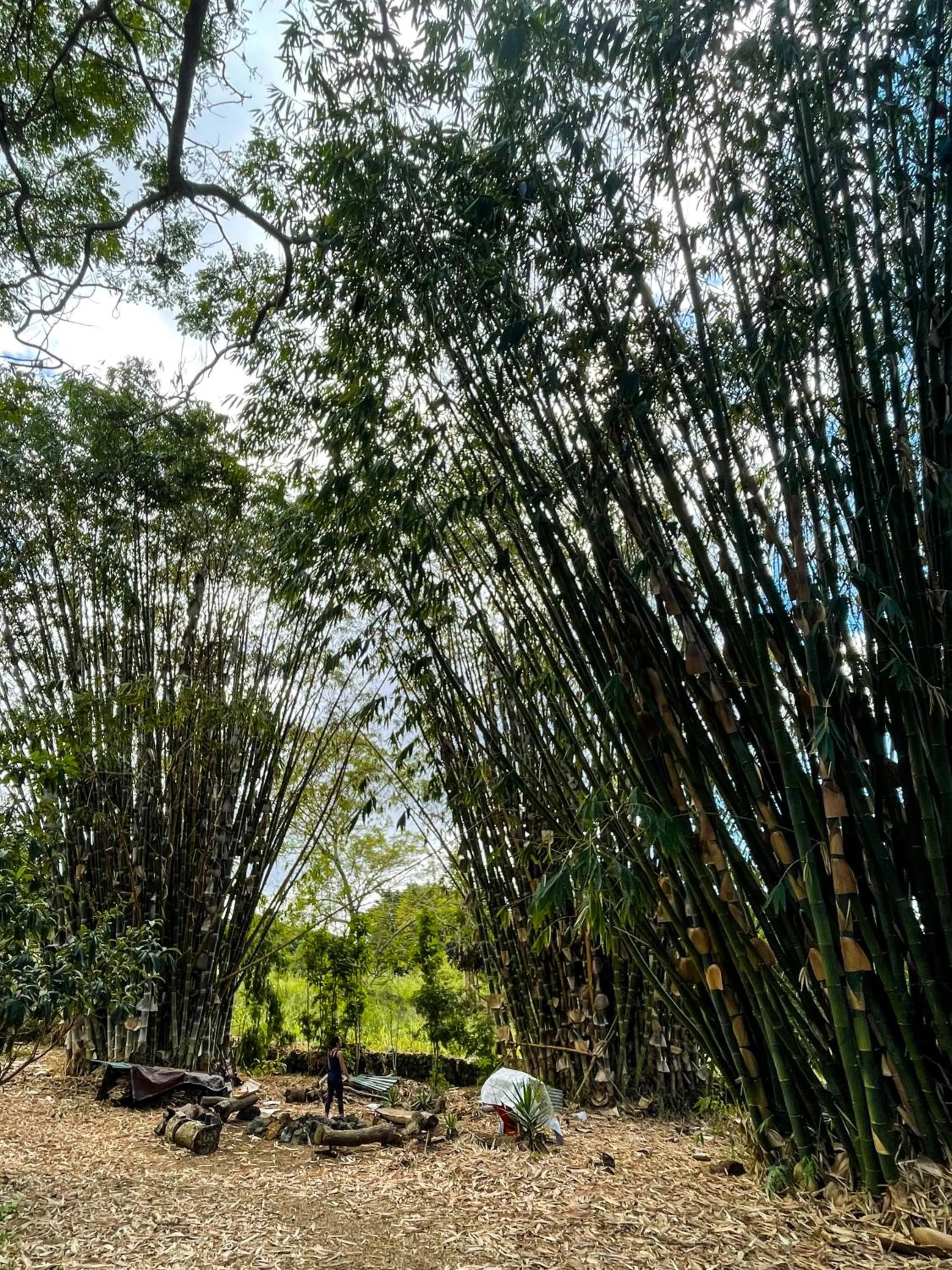 View (from property/room) in Gingerhill Farm Retreat