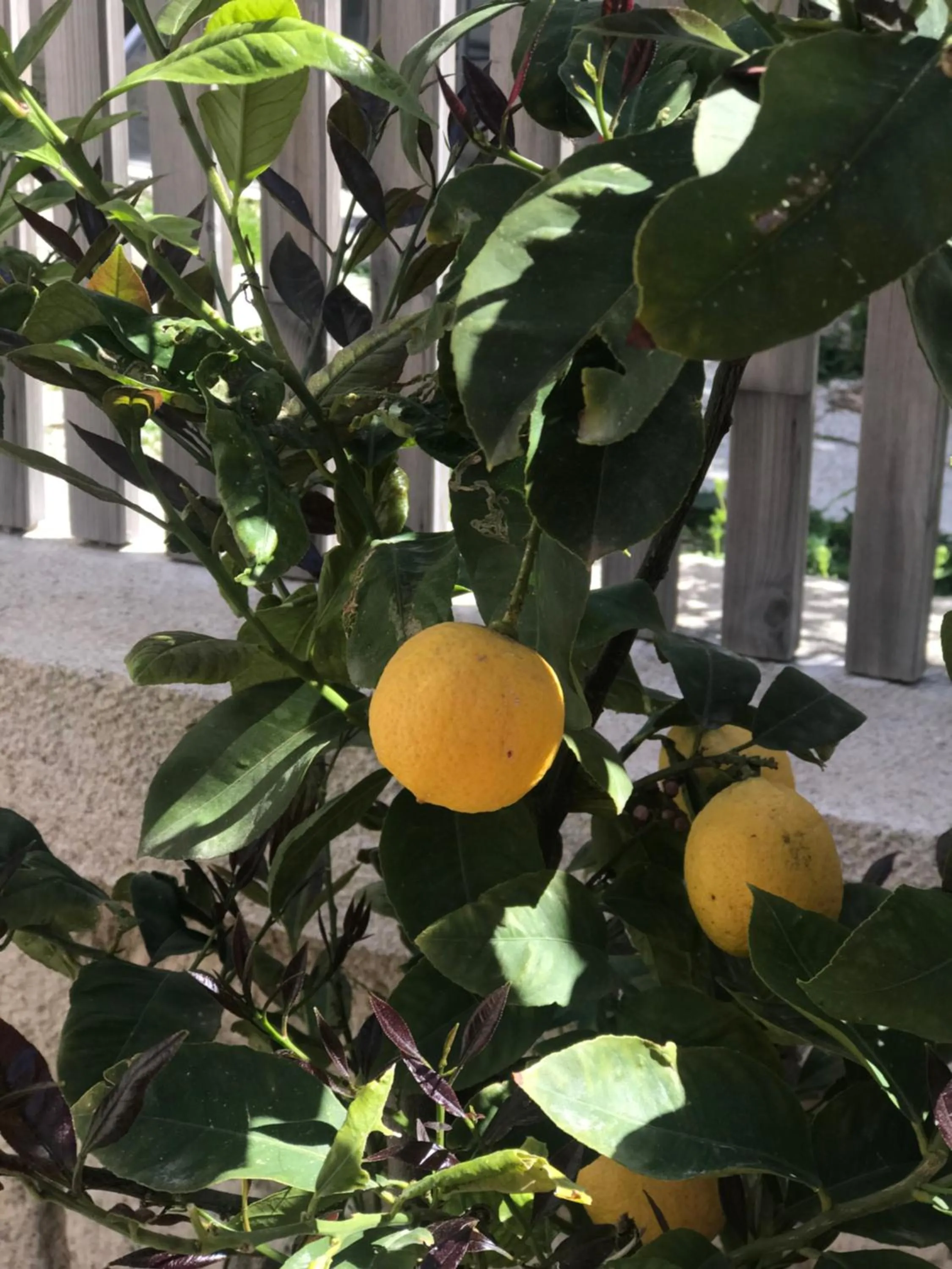 Property building in Çona Otel