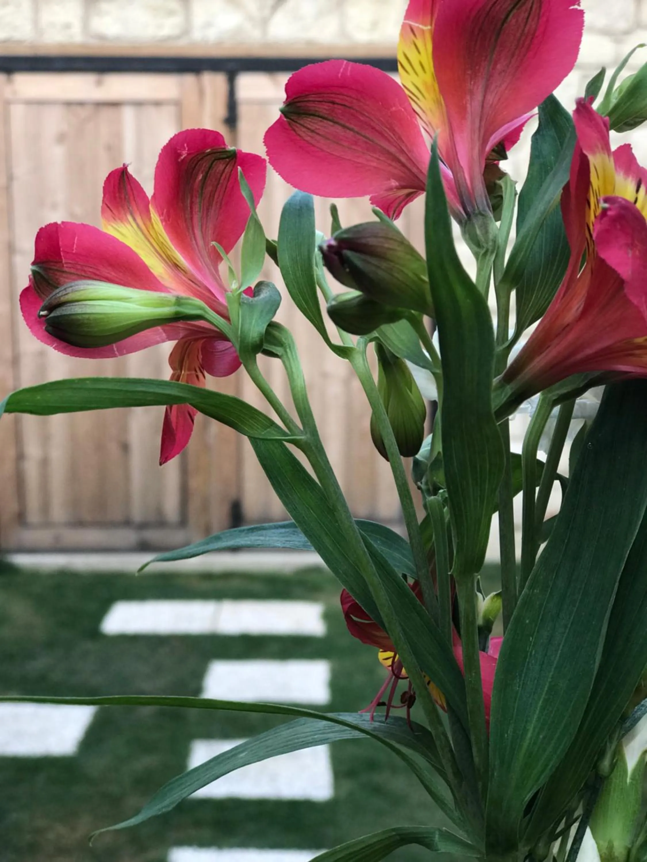 Garden in Çona Otel